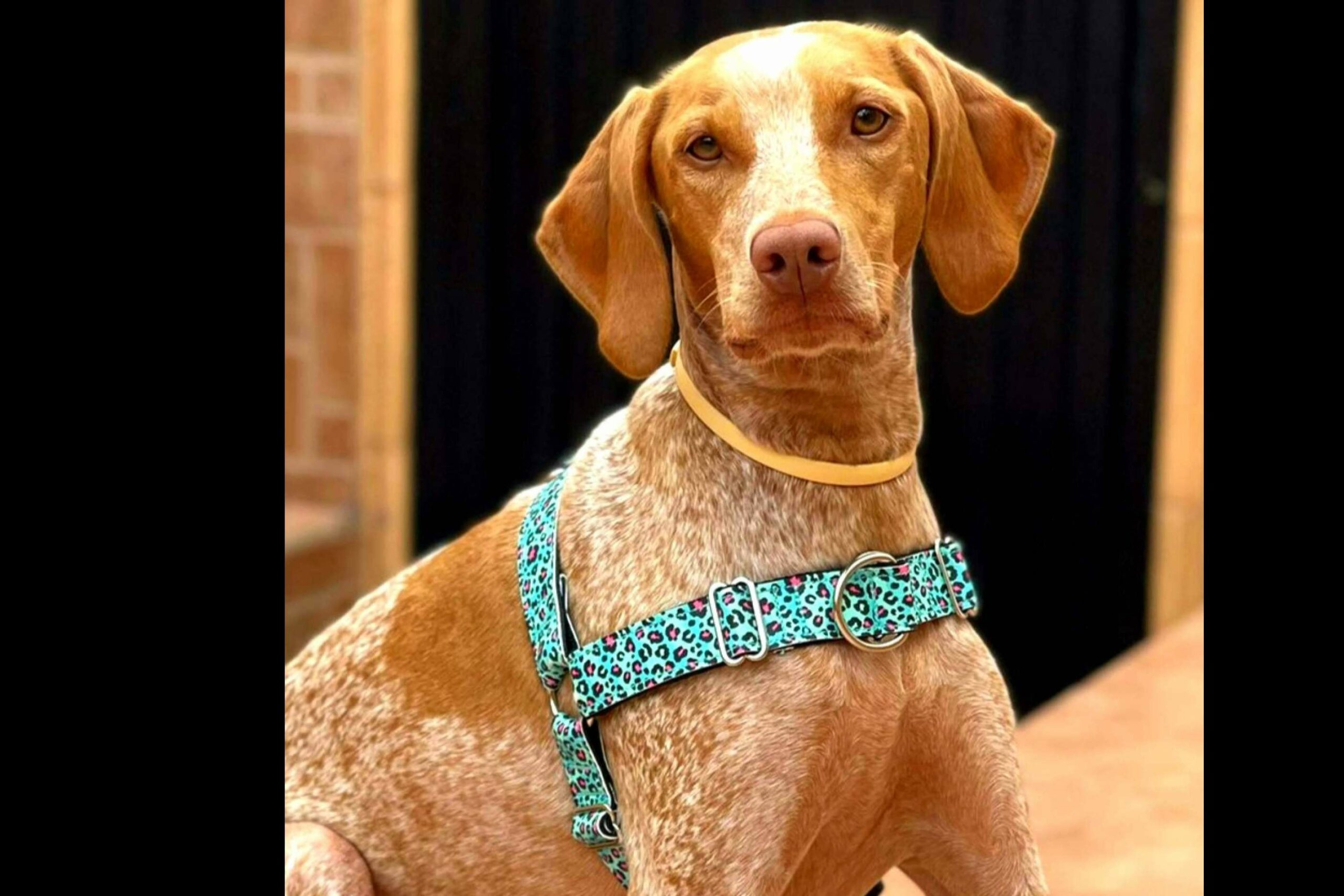 ¿Dónde encontrar una correa doble multi-posición perfecta para hacer deporte con la mascota?, por Patitas Barcelona