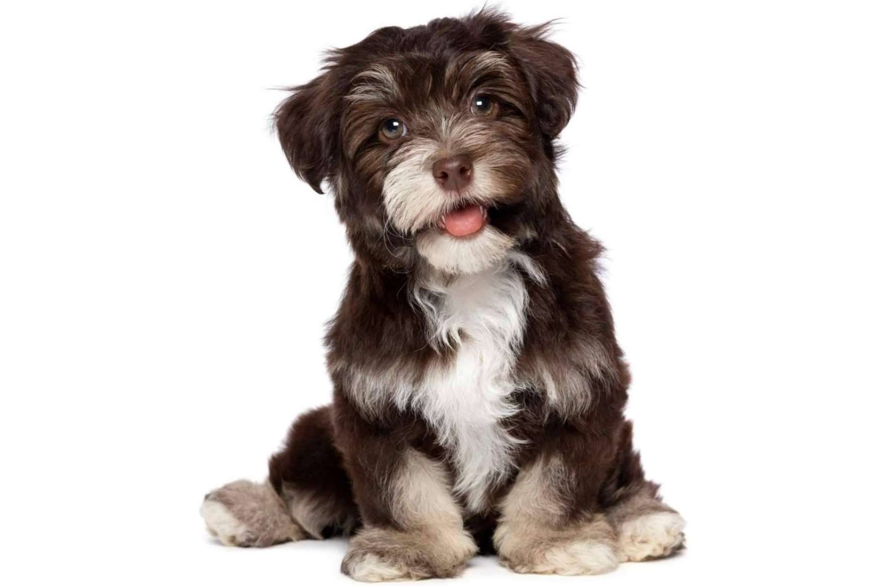 101 Cachorros permite adquirir cachorros de diferentes razas