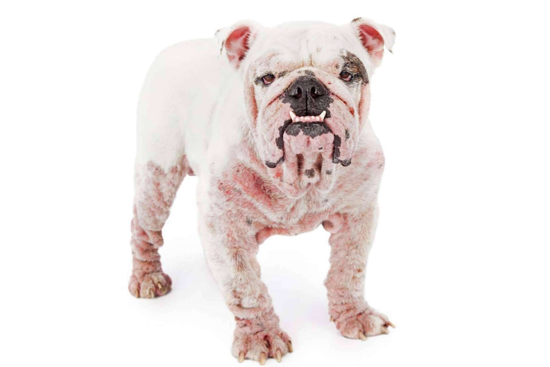 ¿En qué consiste el pienso hipoalergénico para perros?
