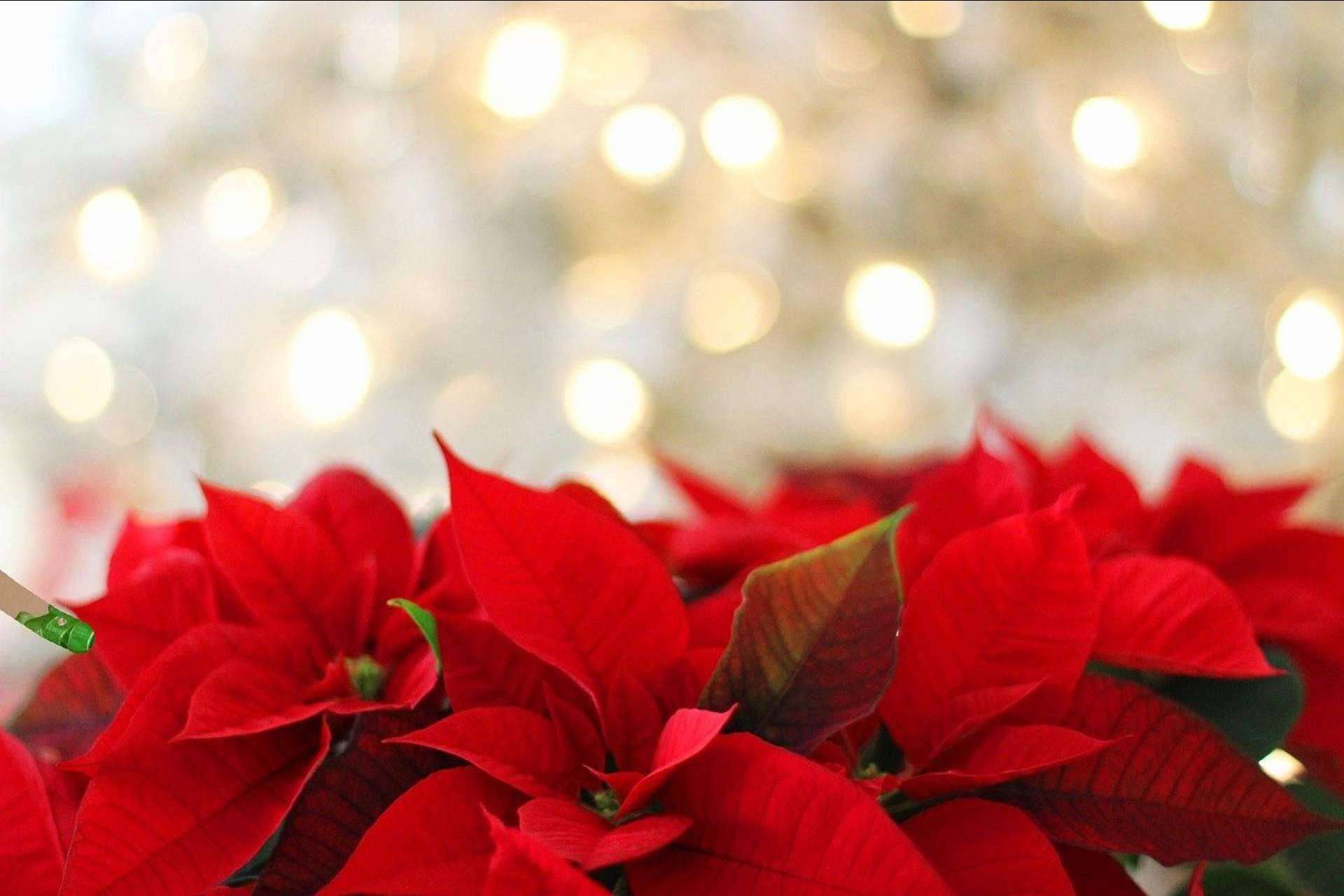 Las floristerías se preparan ante la llegada de la Navidad