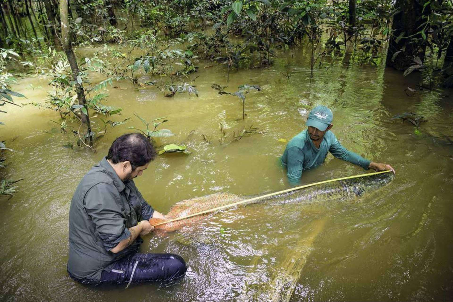 ¿Cómo evitar la muerte de miles de millones de peces?