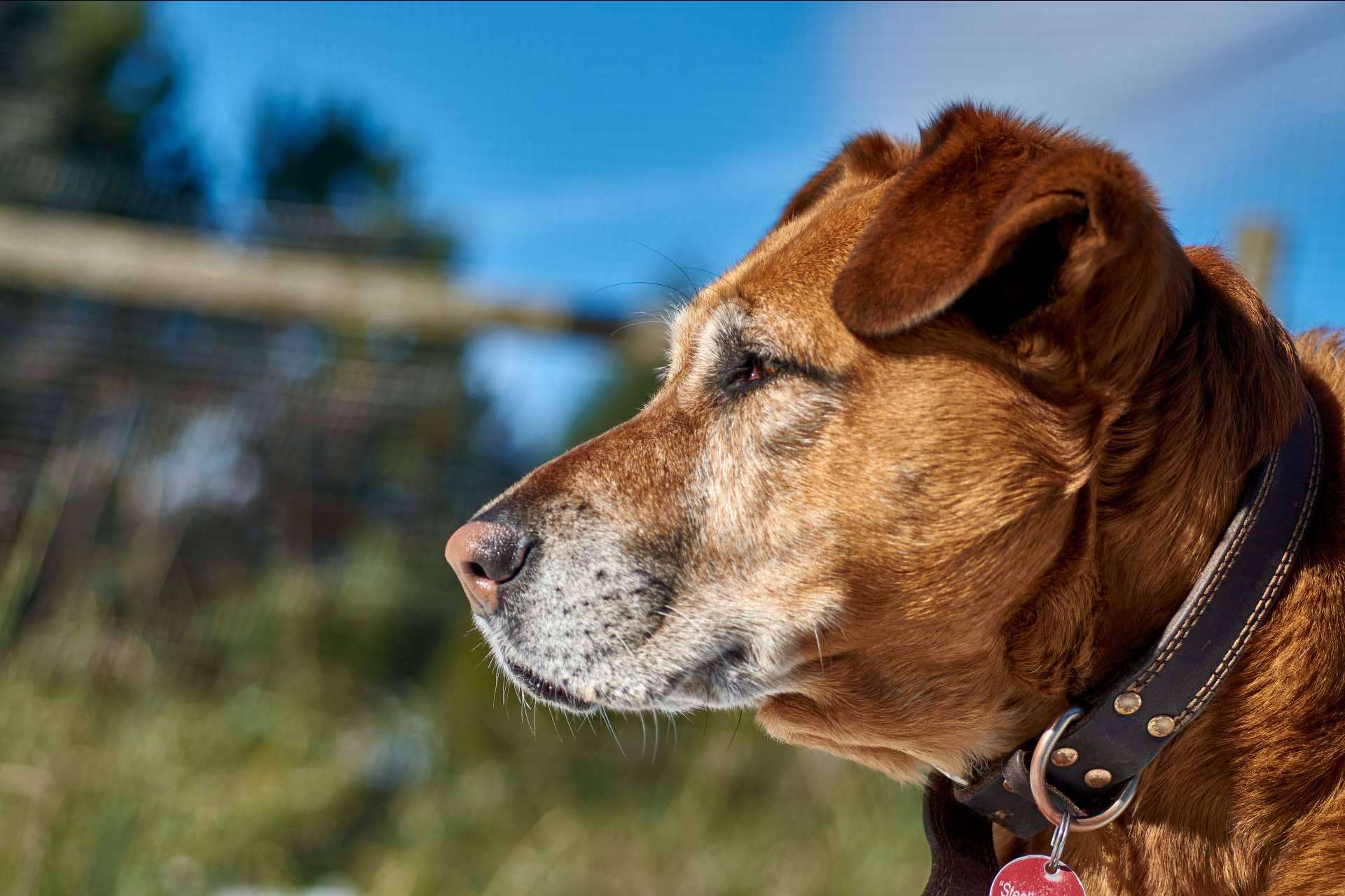 La plataforma Miwuki Pet Shelter busca una solución al abandono de mascotas en España