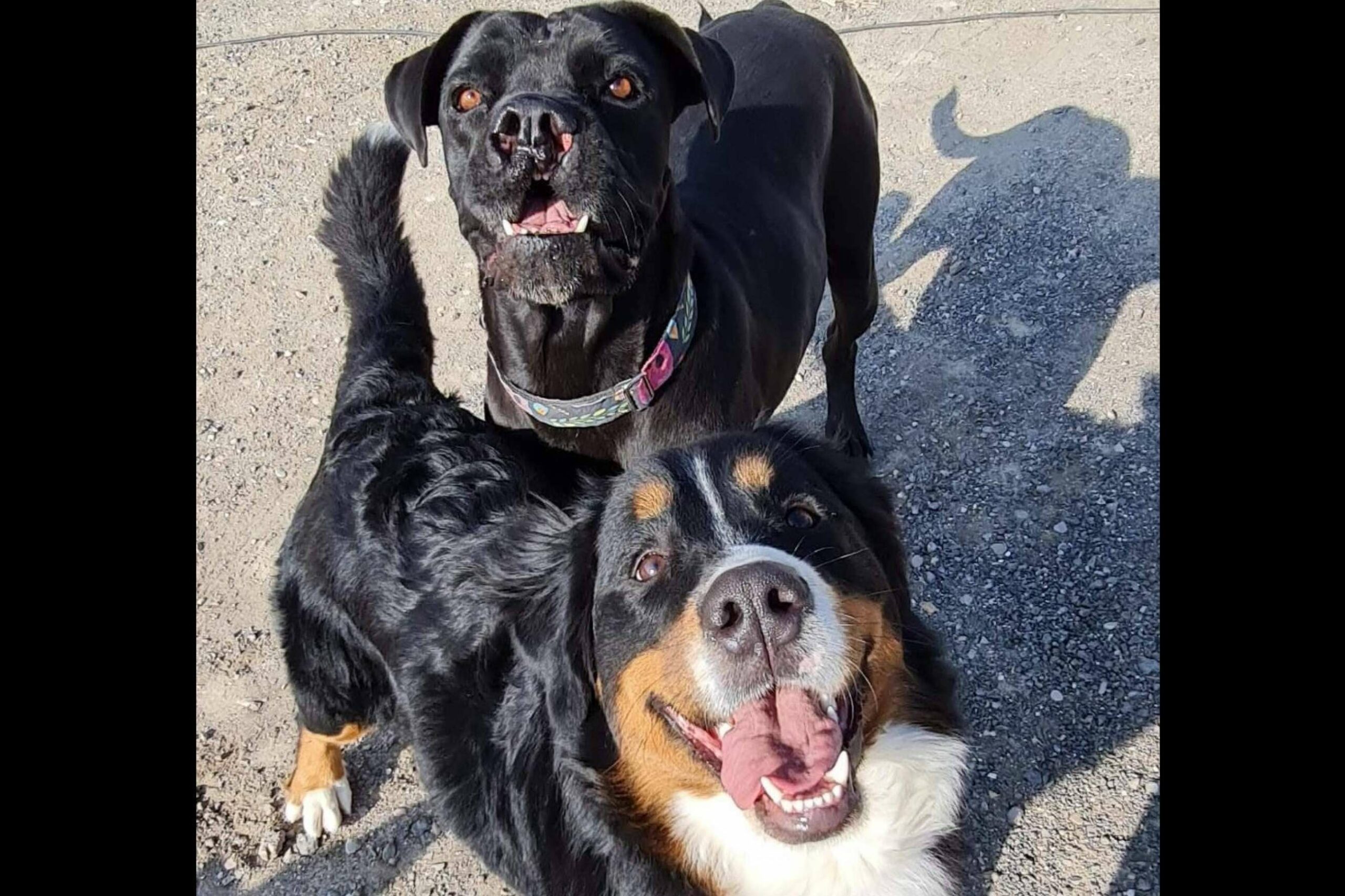 PERROBUENO, ¿Qué es una guardería de día para perros?