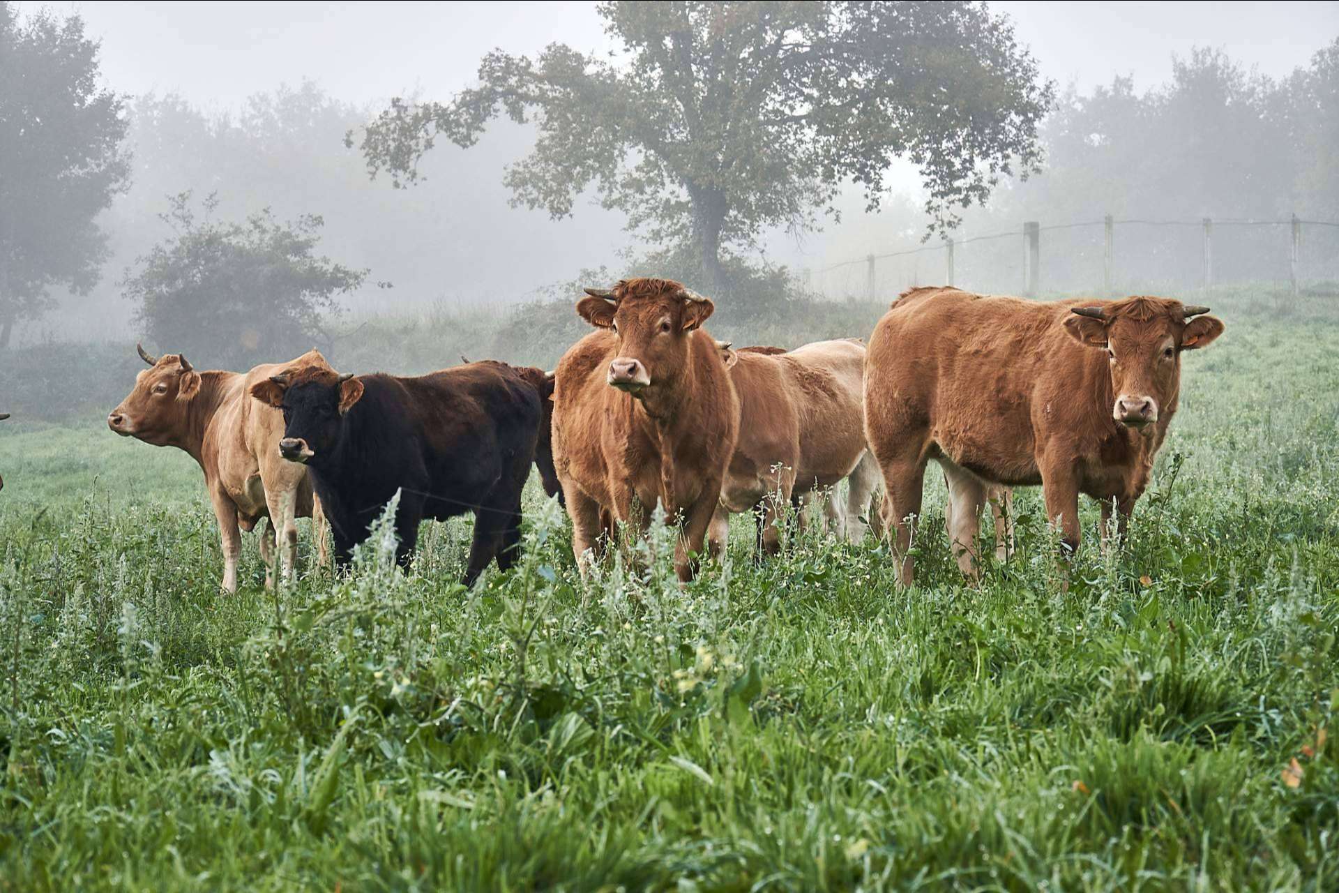 La apuesta por el bienestar animal y la sostenibilidad de Terra & Pastos