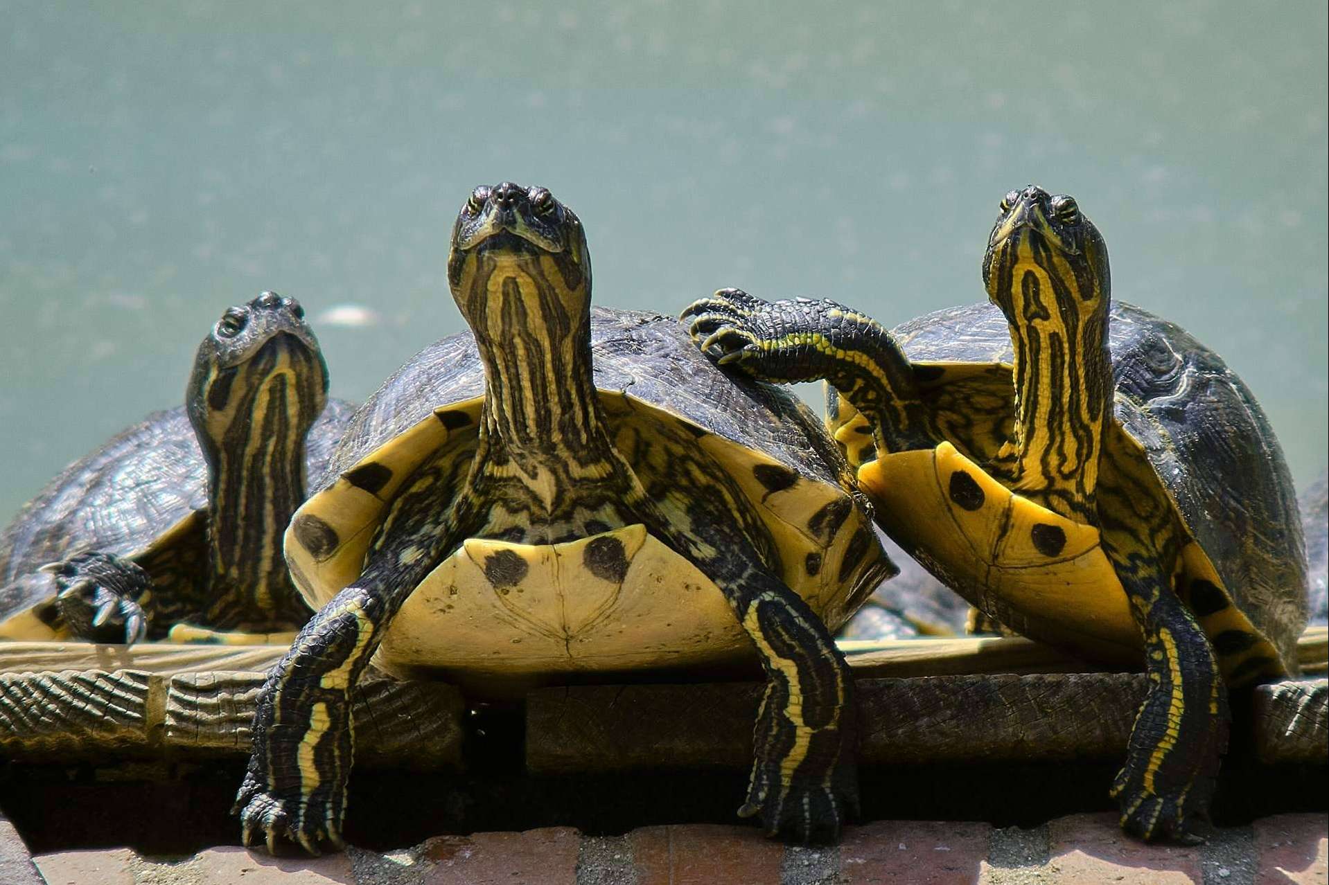 ¿Es fácil tener un terrario en casa?, tener un reptil como mascota