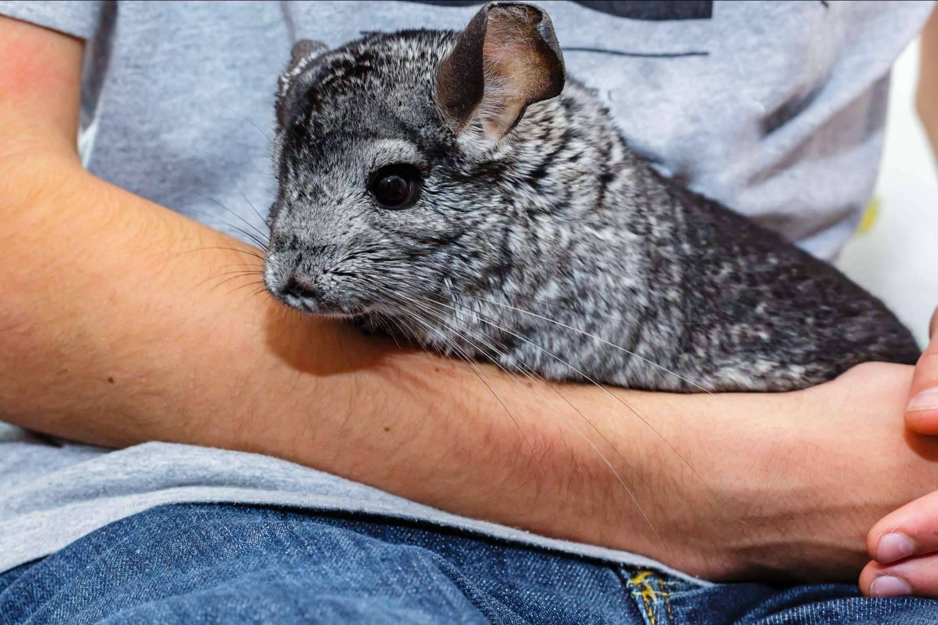 Las chinchillas son mascotas muy inteligentes y agradecidas