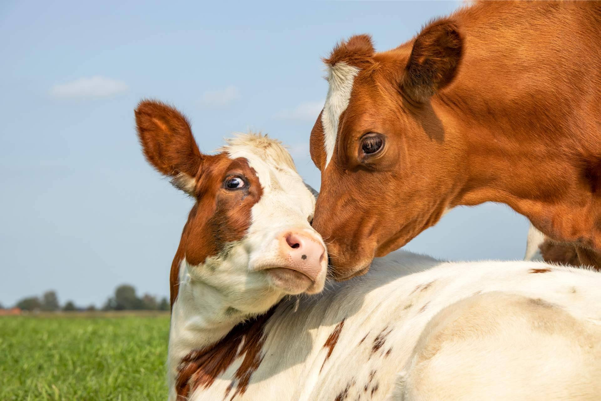 Dos empresas gallegas saben cómo hablar con las vacas, Innovación ganadera