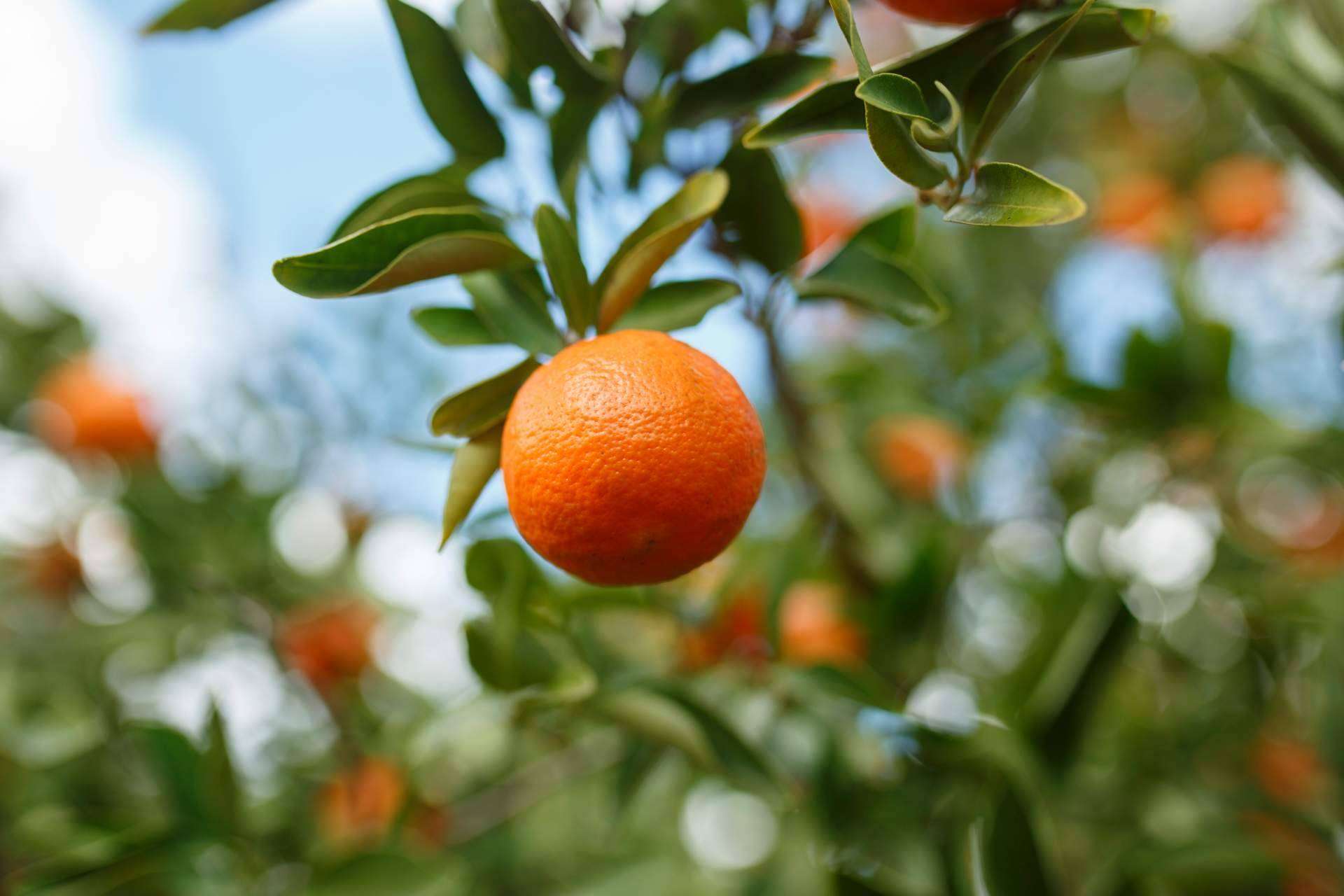Adquirir mandarinas a domicilio, la calidad del árbol a la mesa con Finca Carraixet