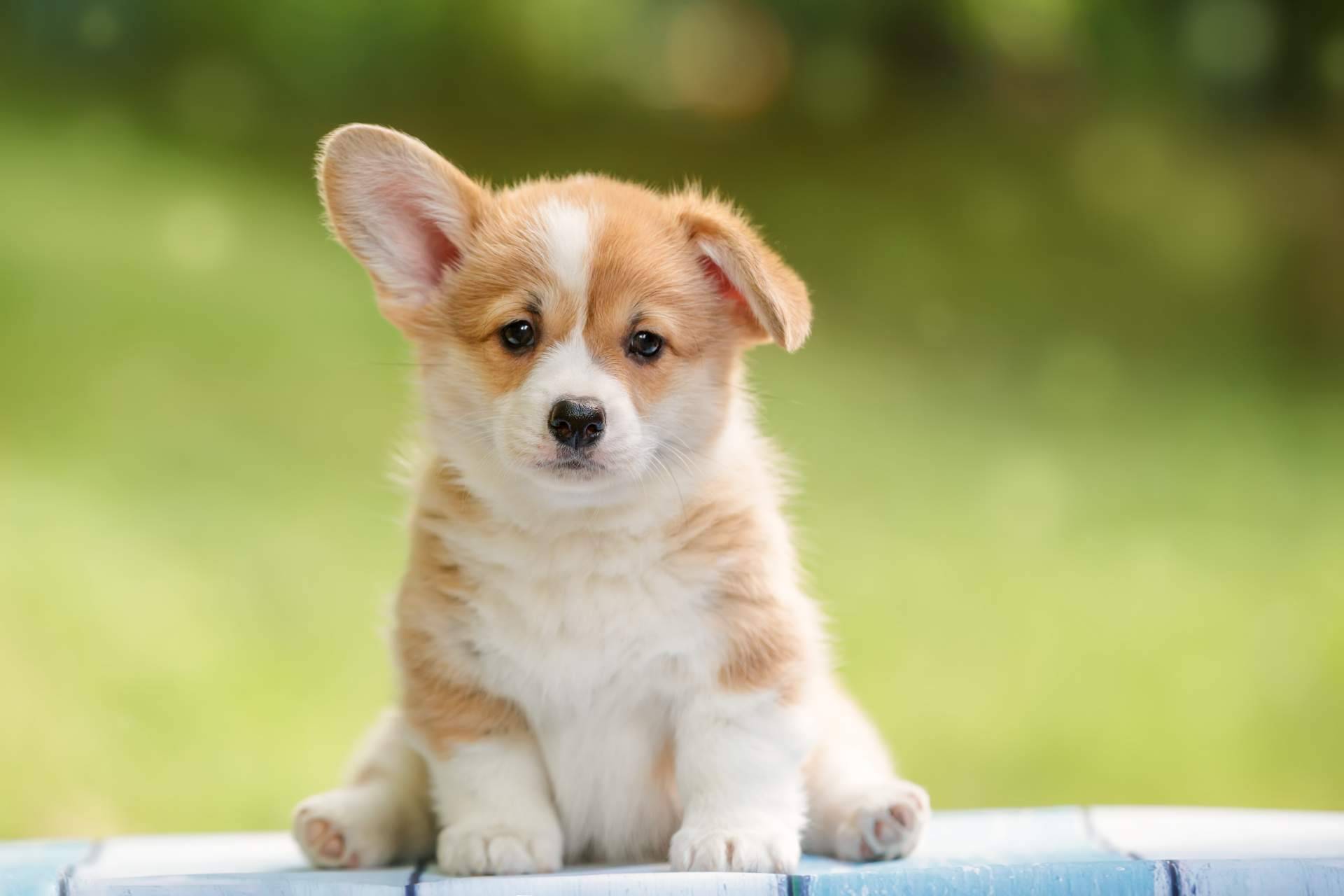 101 Cachorros, un criadero especializado que ofrece todas las garantías en sus servicios