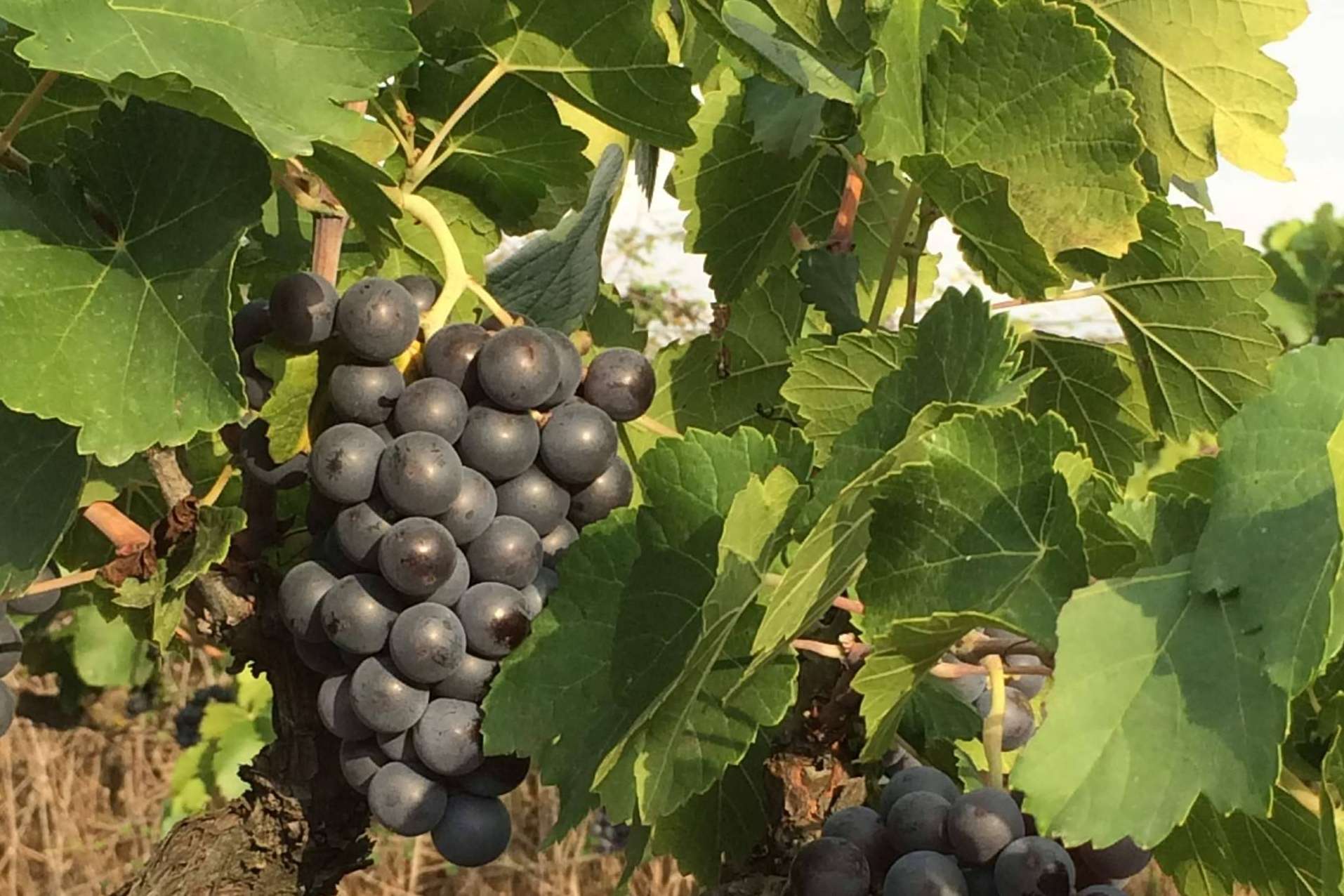 Conocer 3.10 Celler, el emprendimiento español que ha revolucionado el mundo vinícola