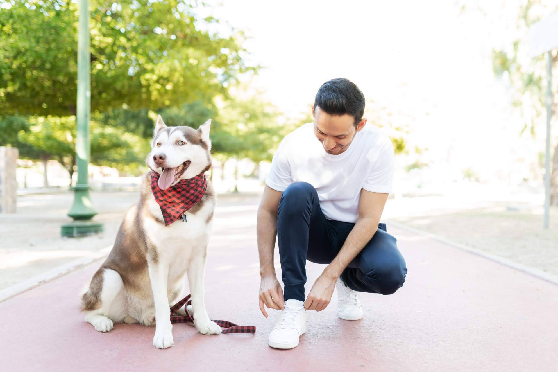 Adopción de perros mayores y sus ventajas