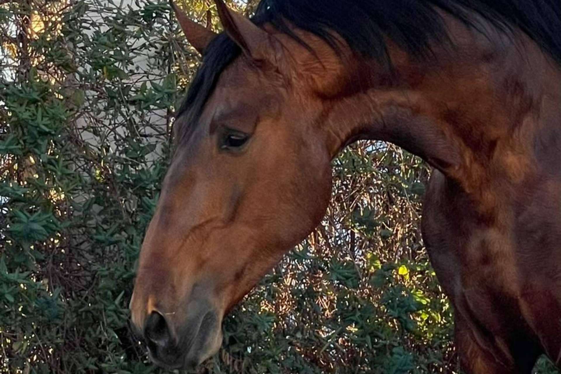 Yeguada La Pajarita, la empresa que se encarga de la venta de caballos en Albacete