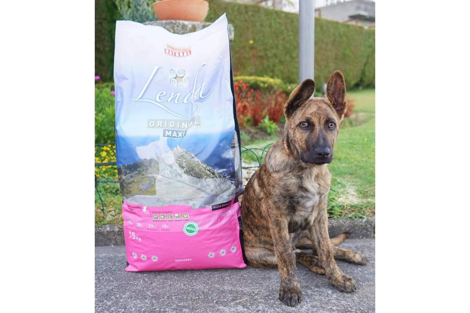 Lenda dispone de la alimentación adecuada para cachorros de razas grandes y gigantes
