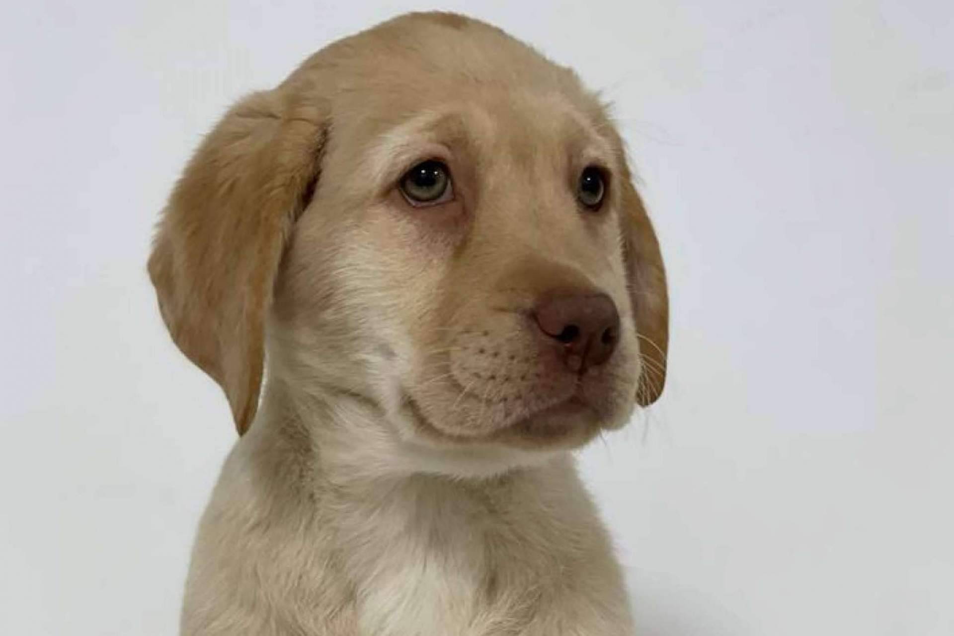 Tienda Cachorro es una tienda de mascotas que prioriza a los animales