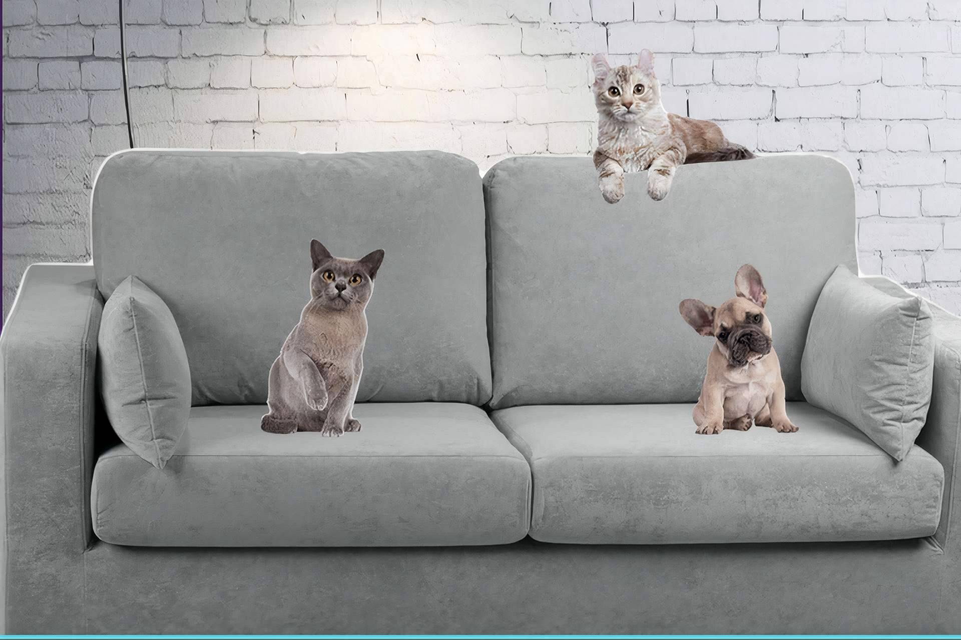 Compartir el sofá con las mascotas, las principales ventajas y desventajas de la mano de Sofás Animal Friendly