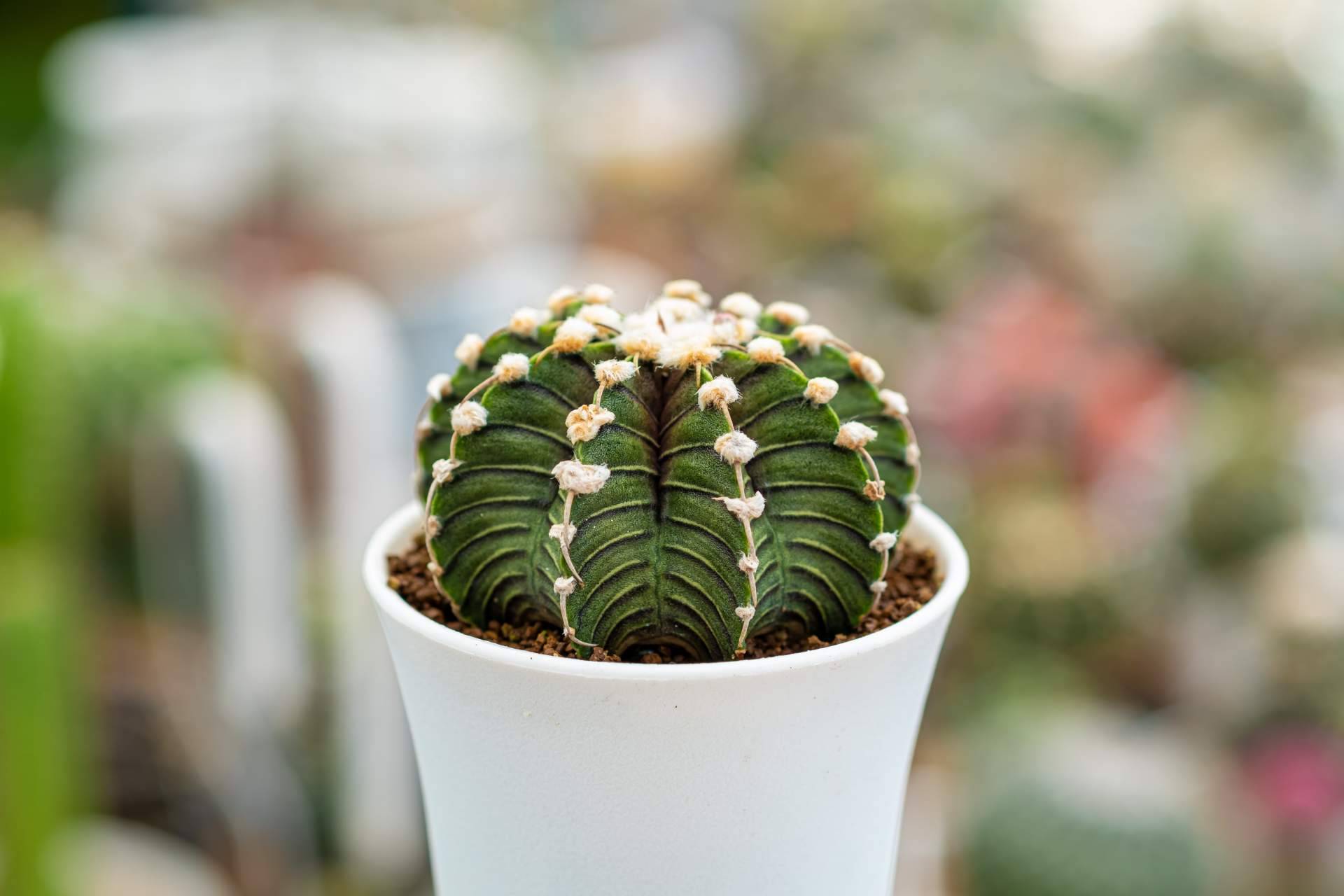 Cómo decorar con los distintos tipos de cactus