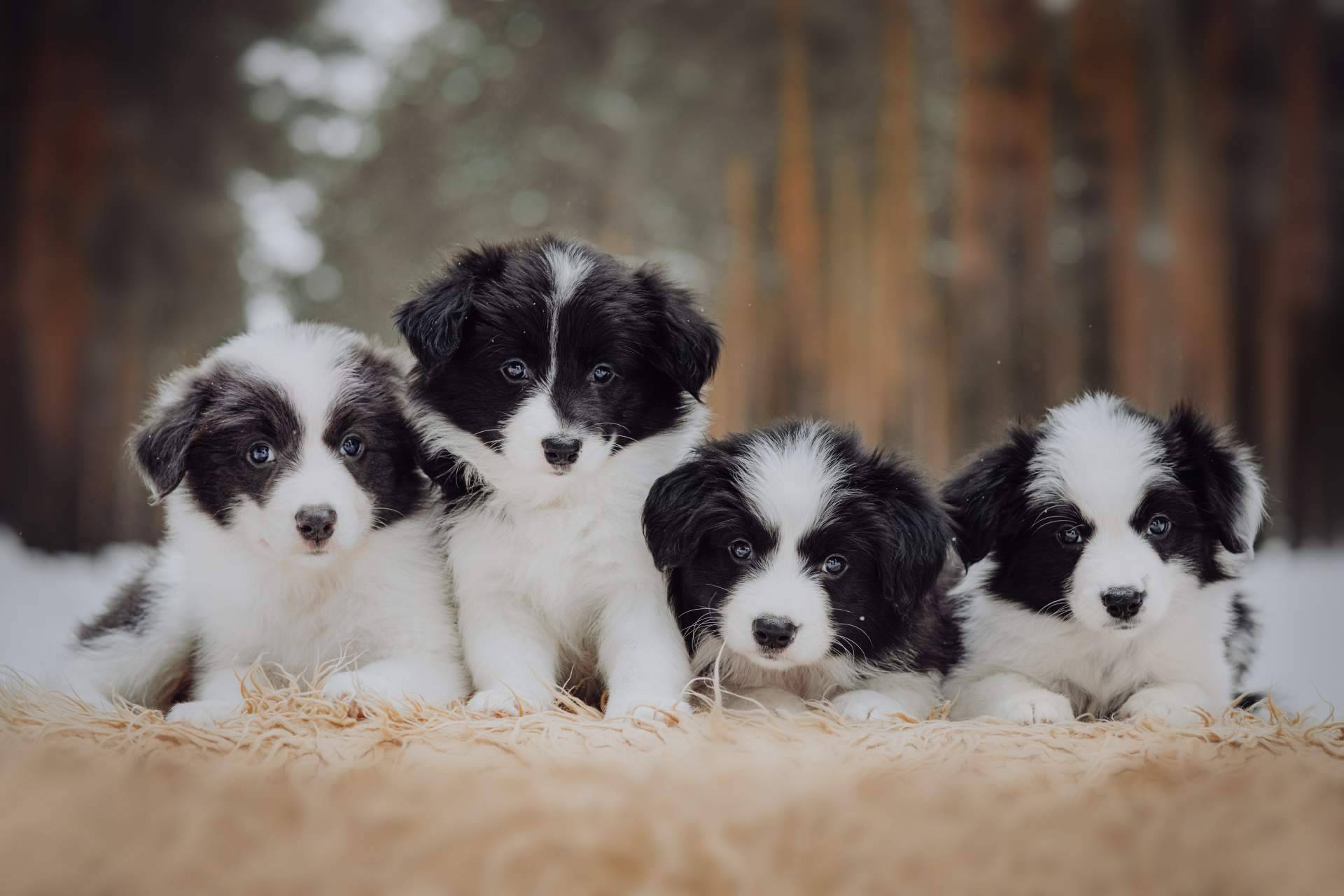 ¿Qué es el pedigree y para qué sirve?, por Cachorros del Valle