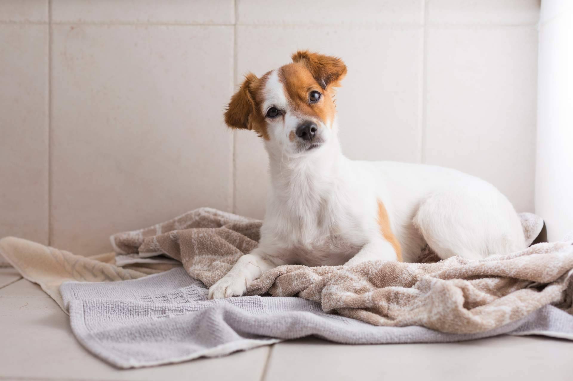 Dcachorro dispone de champús especiales para cuidar el pelo de las mascotas