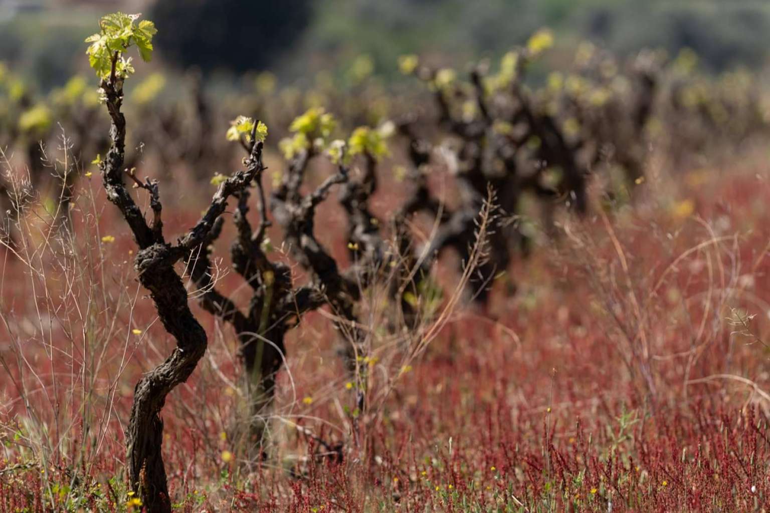 La bodega Viníric se encuentra en Calonge, tierra de vinos