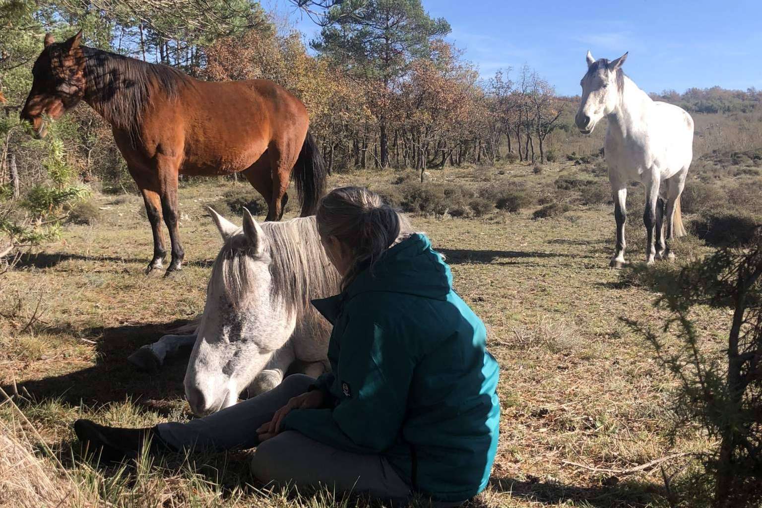 PNL asistida con caballos en libertad con Aura