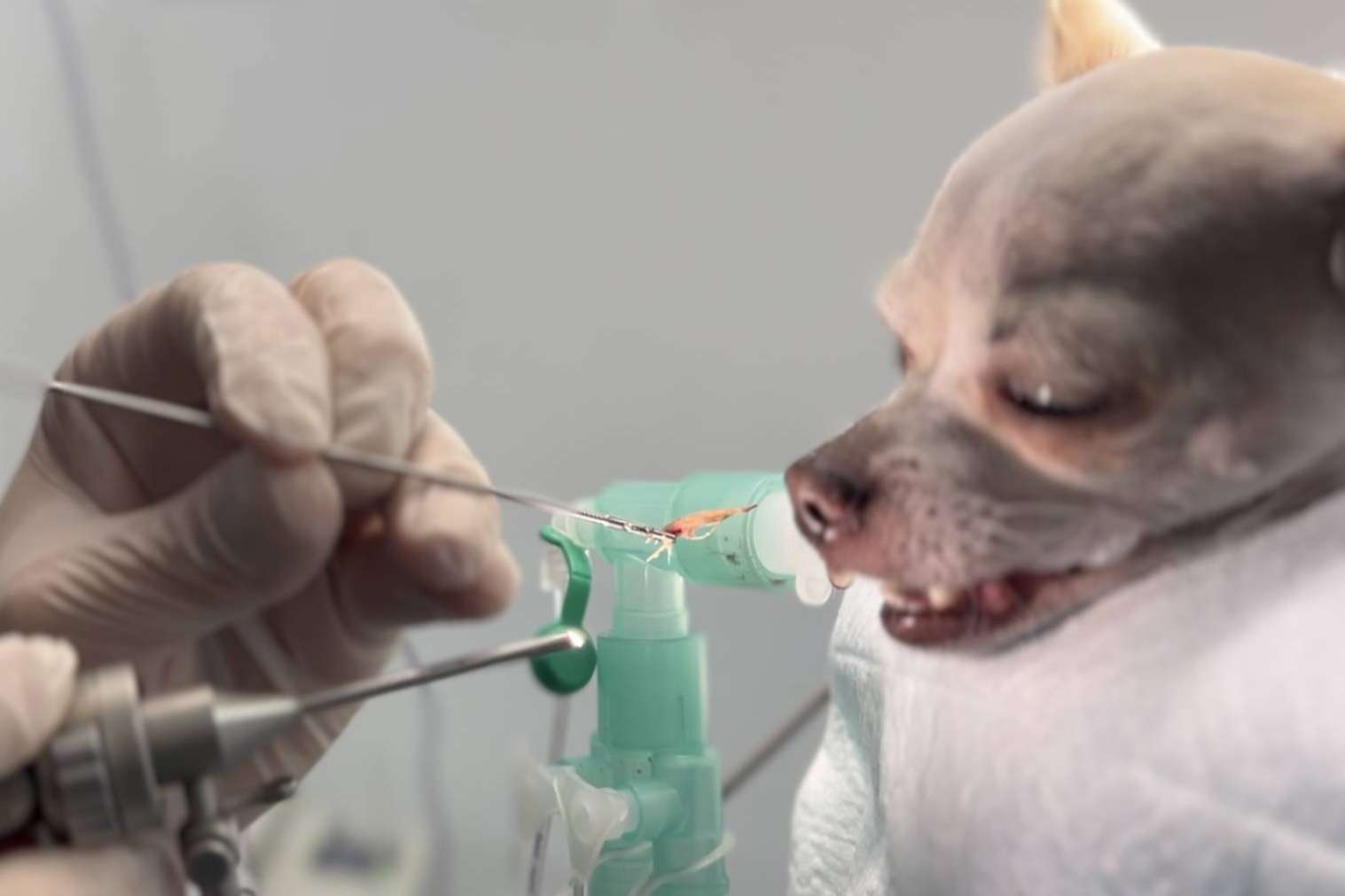 El Hospital Veterinario Privet en Madrid alerta sobre el peligro de las espigas para los perros