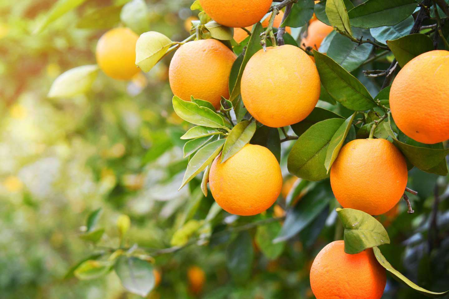 En qué consiste el etiquetado Nutri-Score, con Sabor a Naranja