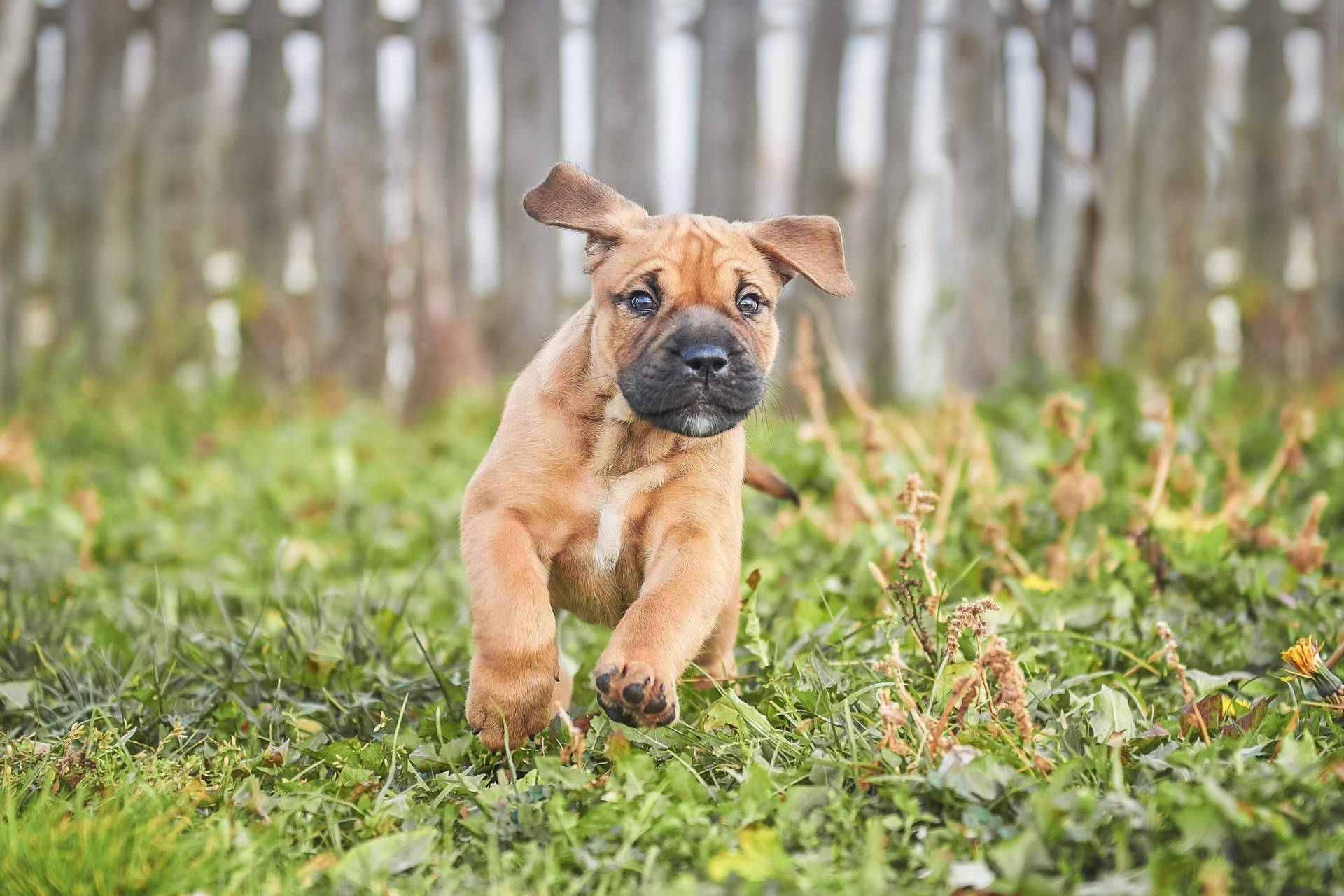 Servicio de monta para diferentes razas de cachorros nacionales, con Cachorros del Valle