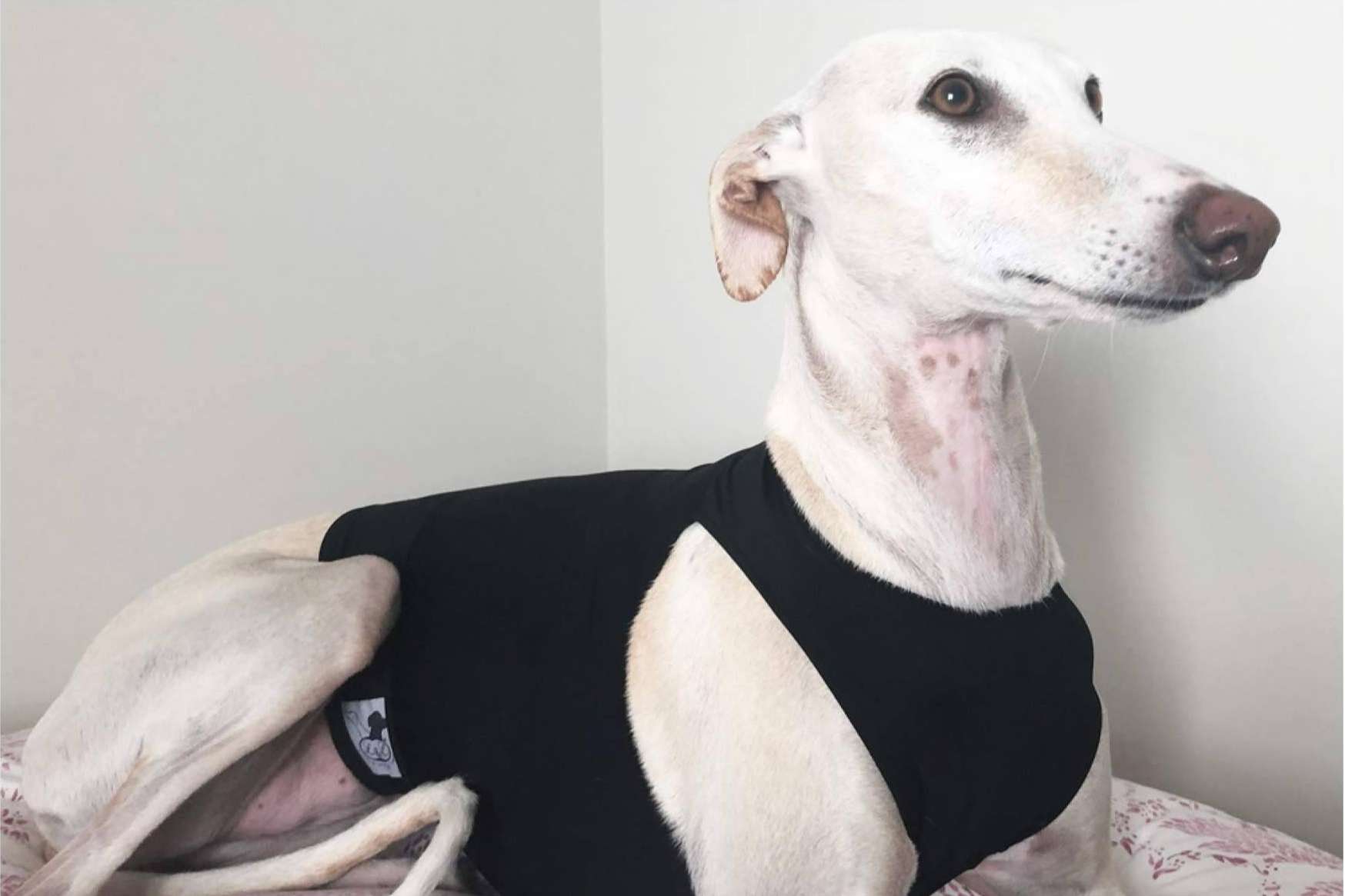 Accesorios y ropa para galgo, en Lucas & Lola