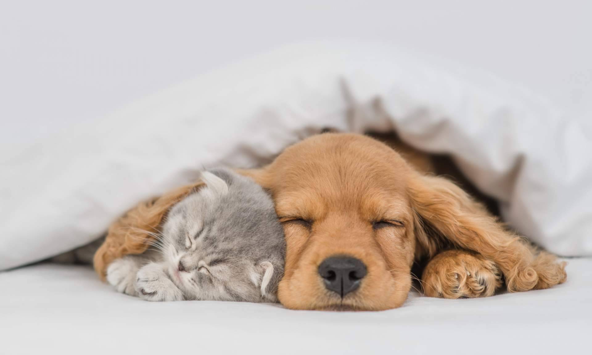 ¿Cuáles son las diferencias entre adoptar y comprar perros?, con Cachorros del Valle