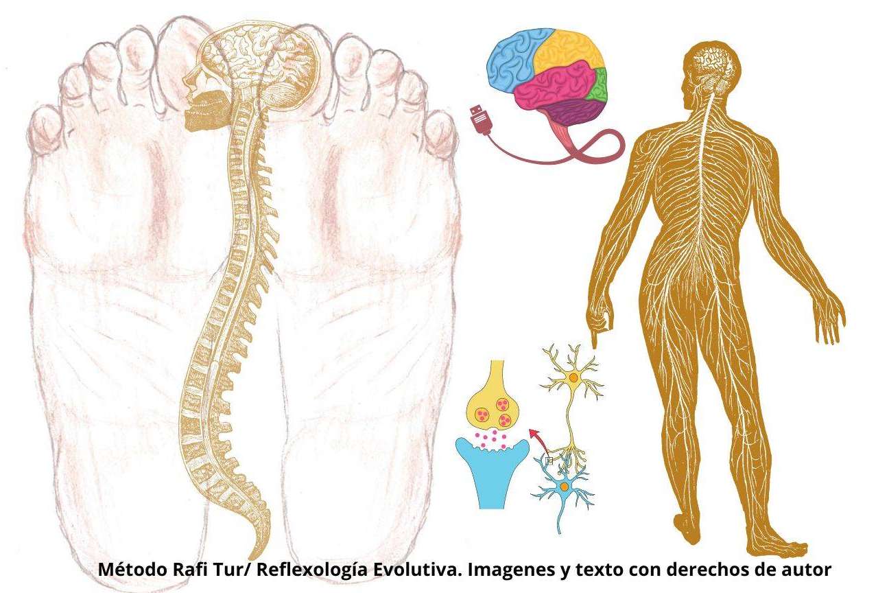 ¿Qué es la reflexología podal evolutiva y qué beneficios ofrece?, según Rafi Tur