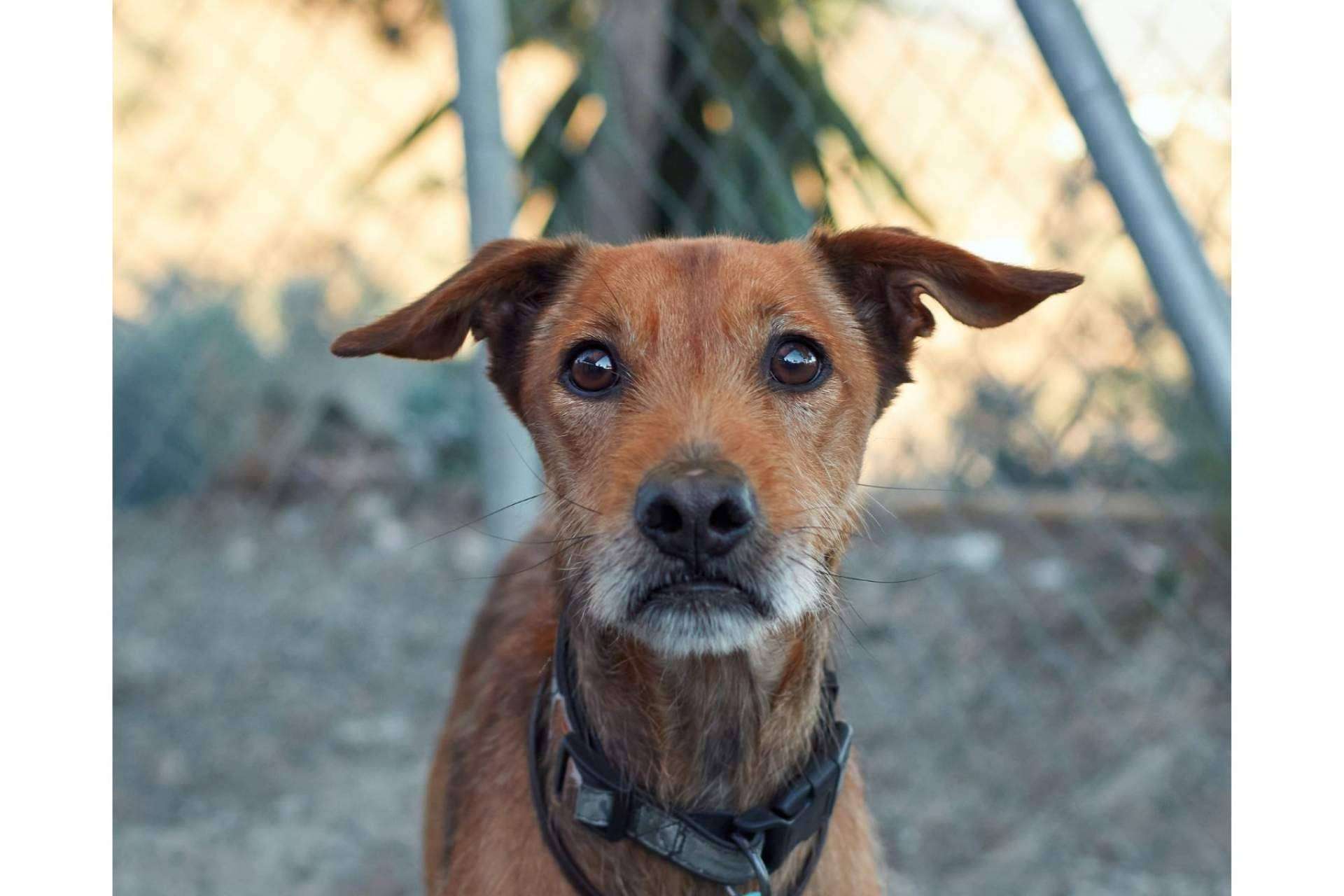 Cómo escoger un buen momento para adoptar un perro