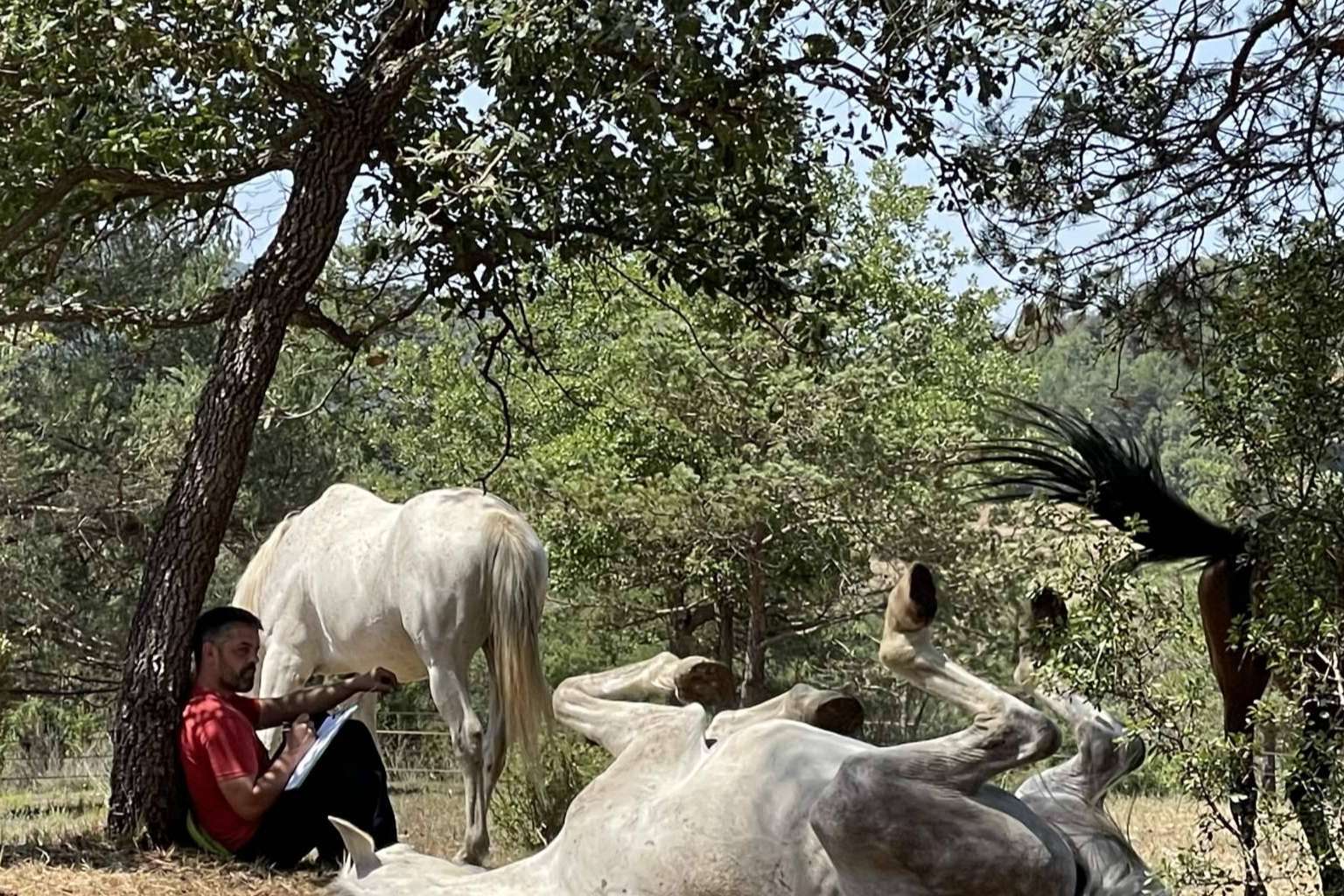 Desarrollar la inteligencia emocional gracias a los beneficios de los caballos libres