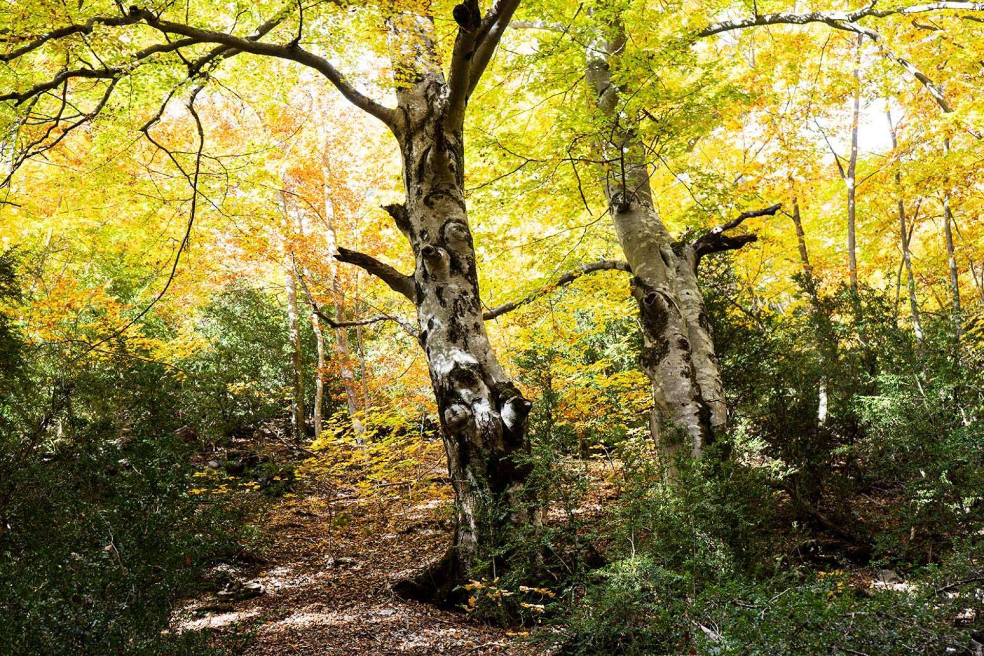 Camping Repòs del Pedraforca para pasar el otoño
