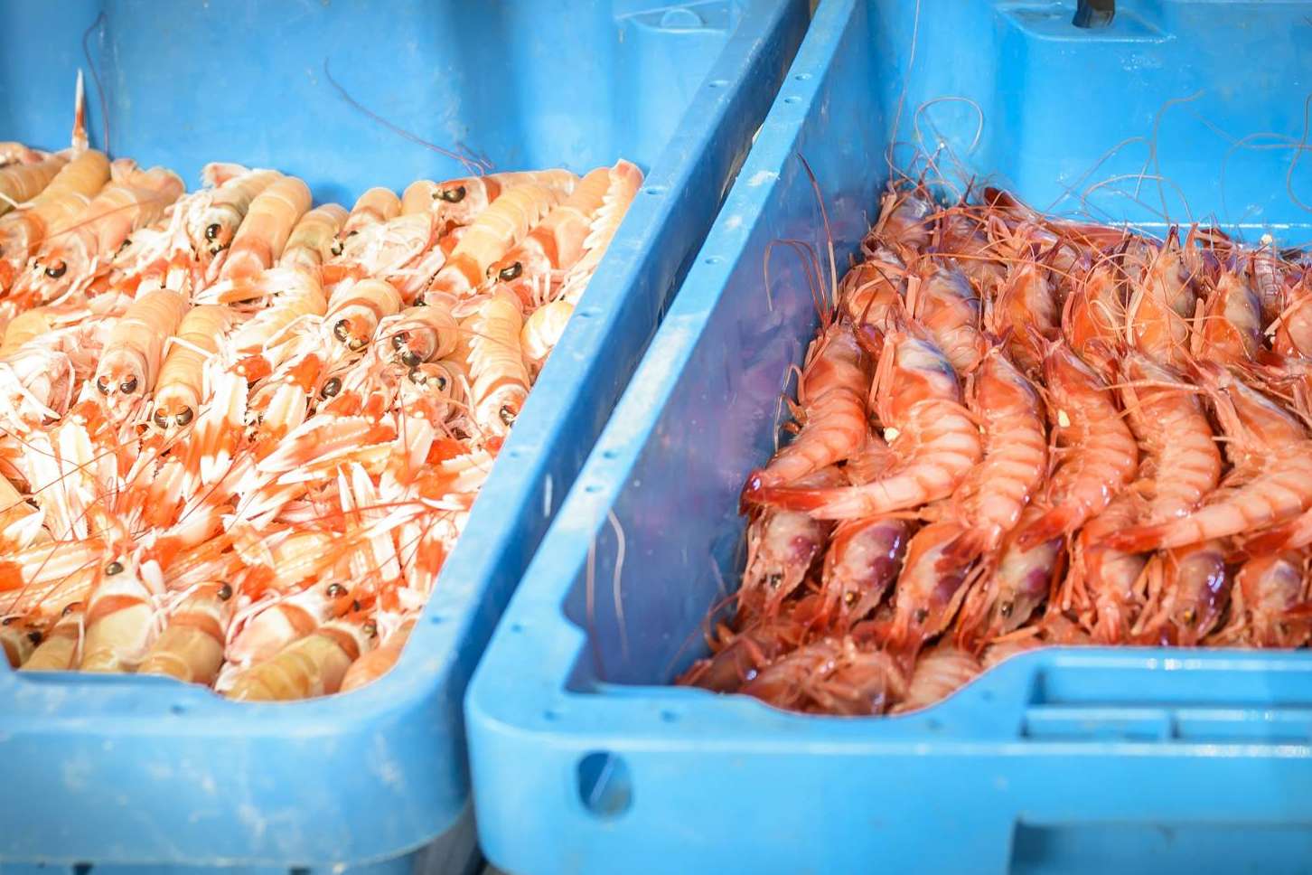 Comprar marisco para Navidad, las ventajas de comprarlo con anticipación a las fechas claves