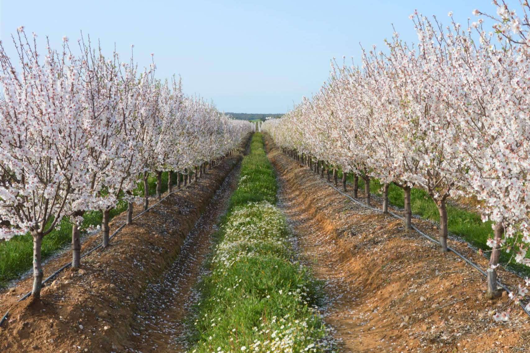 SAECO, suministros ecológicos y asesoramiento agrícola para potenciar y cuidar los cultivos