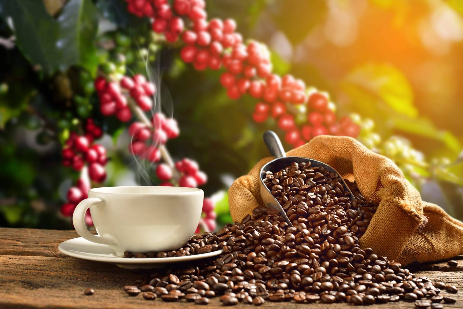 Los packs specialty de café de la mano de Café Ciano