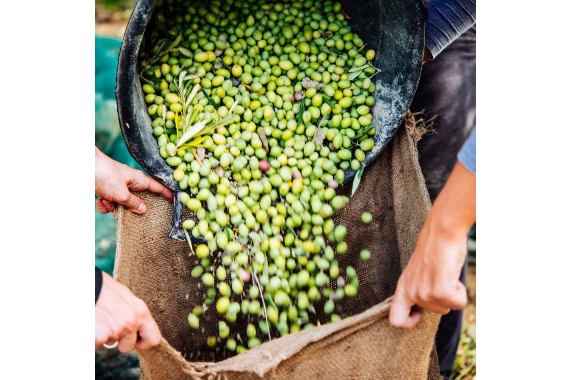 Patatas guisadas con gambas y gulas preparadas con el aceite de oliva de Olipaterna