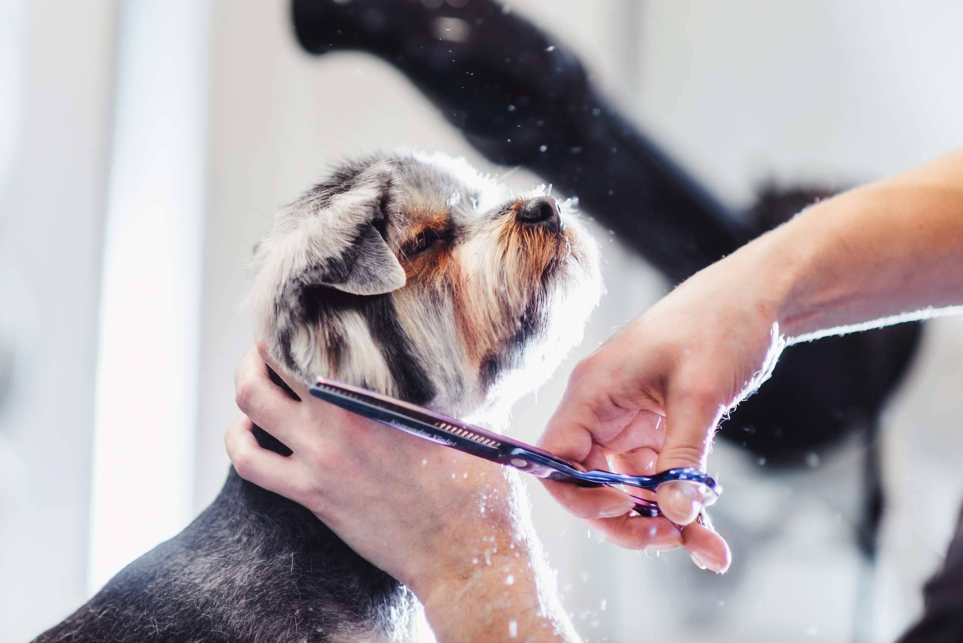 Razones por las que es fundamental llevar a la peluquería canina a los perros de pelo corto y no bañarlos en casa