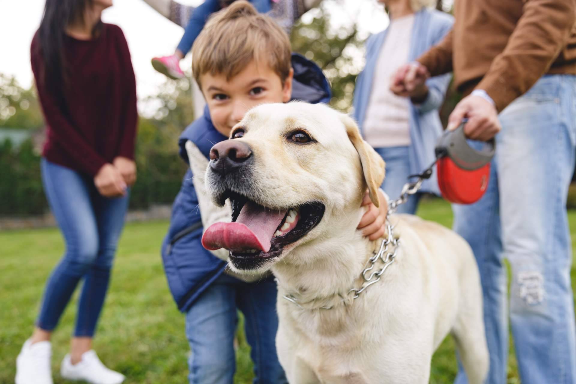 Wolves Legacy y la legendaria fórmula que los perros devoran, piensos para perros