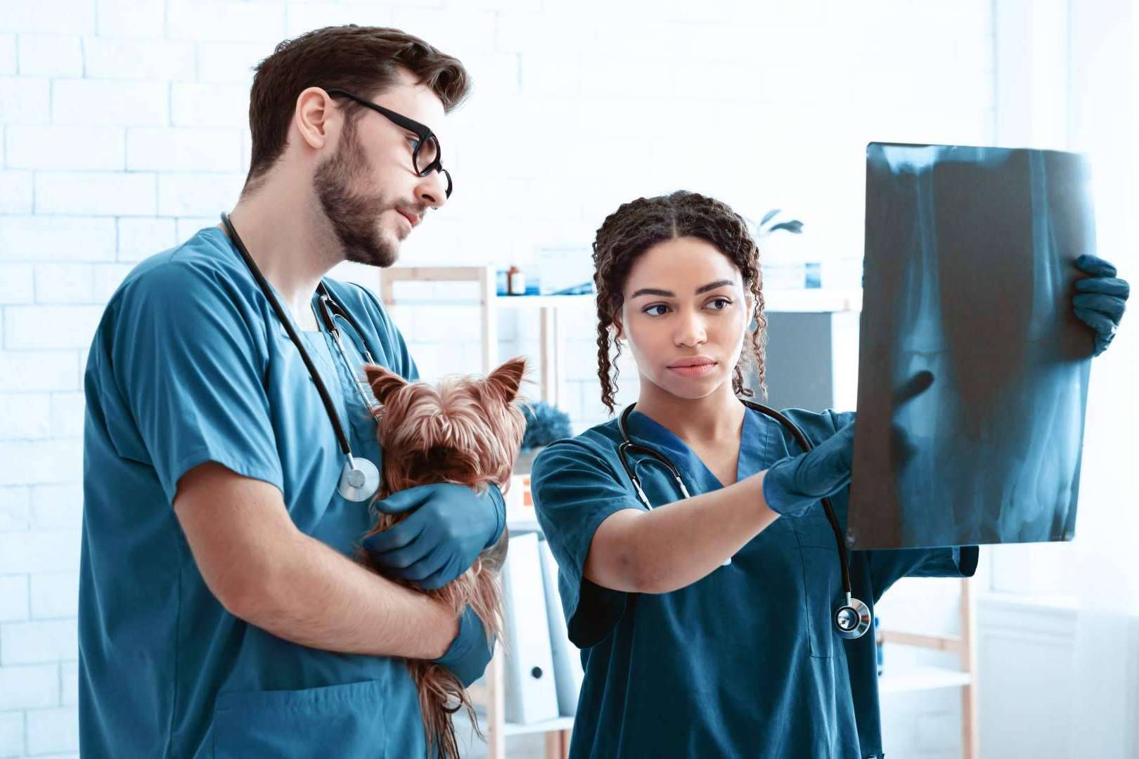 ¿Hace falta tener el bachillerato para ser auxiliar veterinario?, por Vetformación