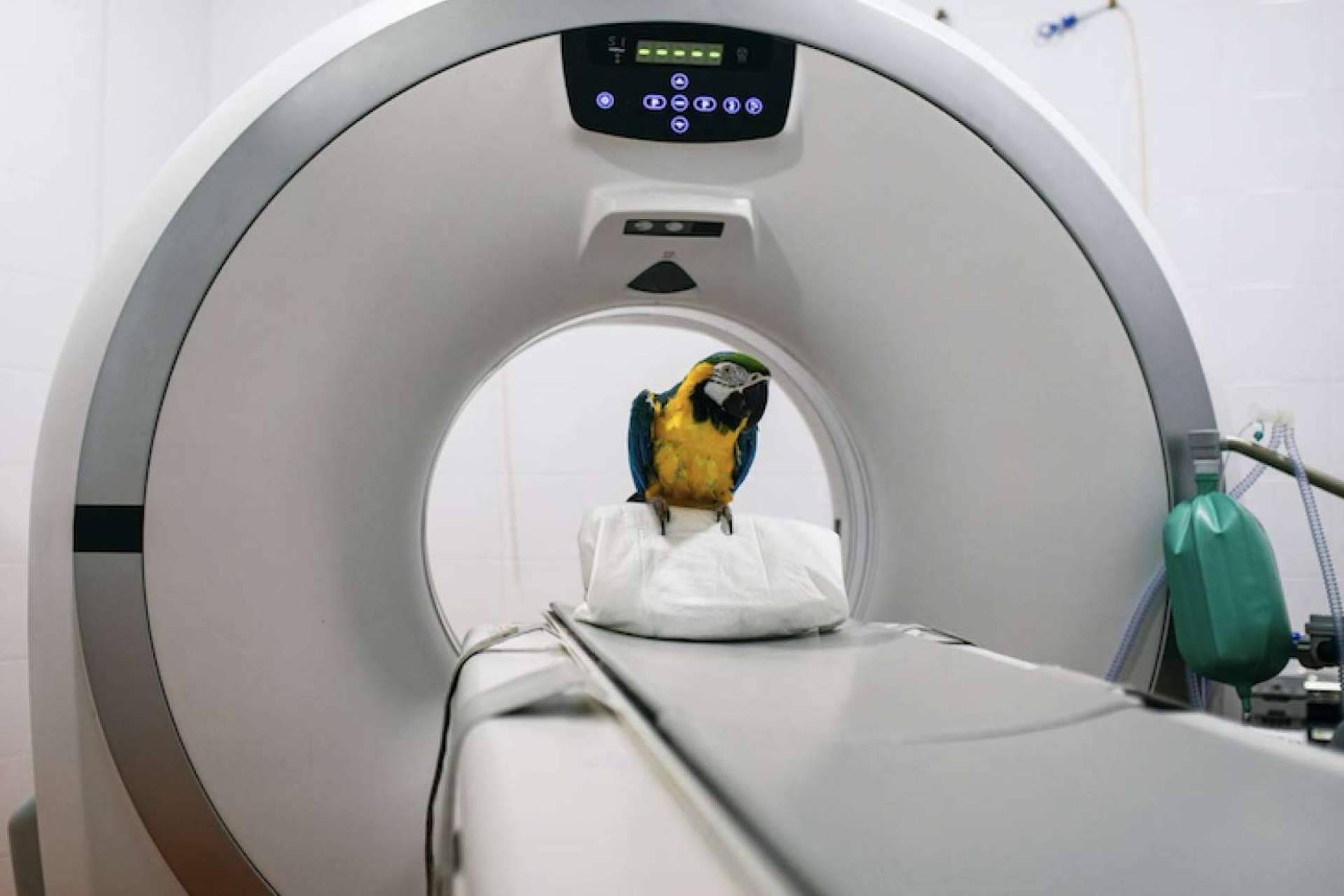 Servicios de radiodiagnóstico, disponibles en el Hospital Veterinario Privet