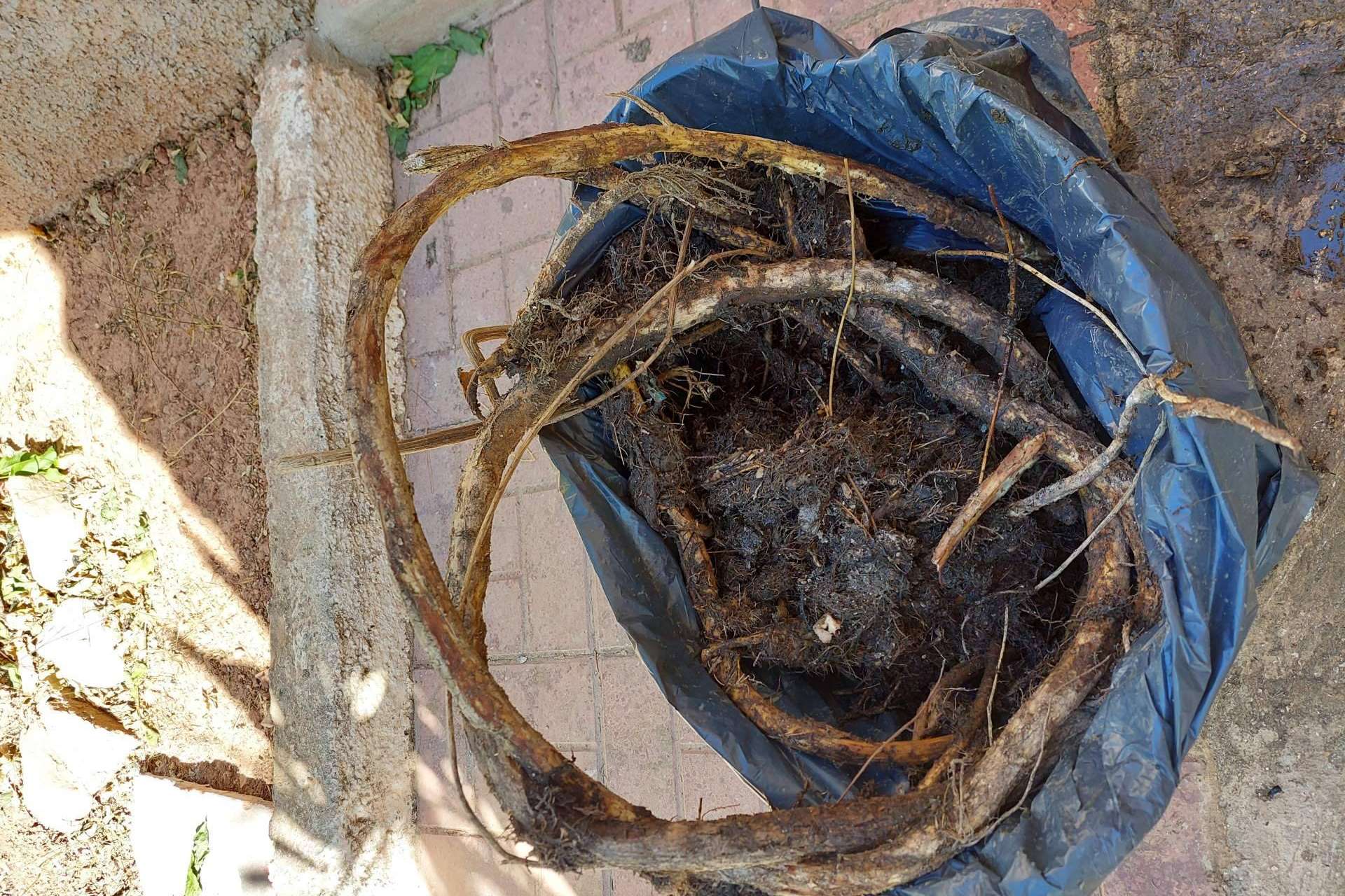Eliminación de raíces en saneamiento, de la mano de Rey Tuberías