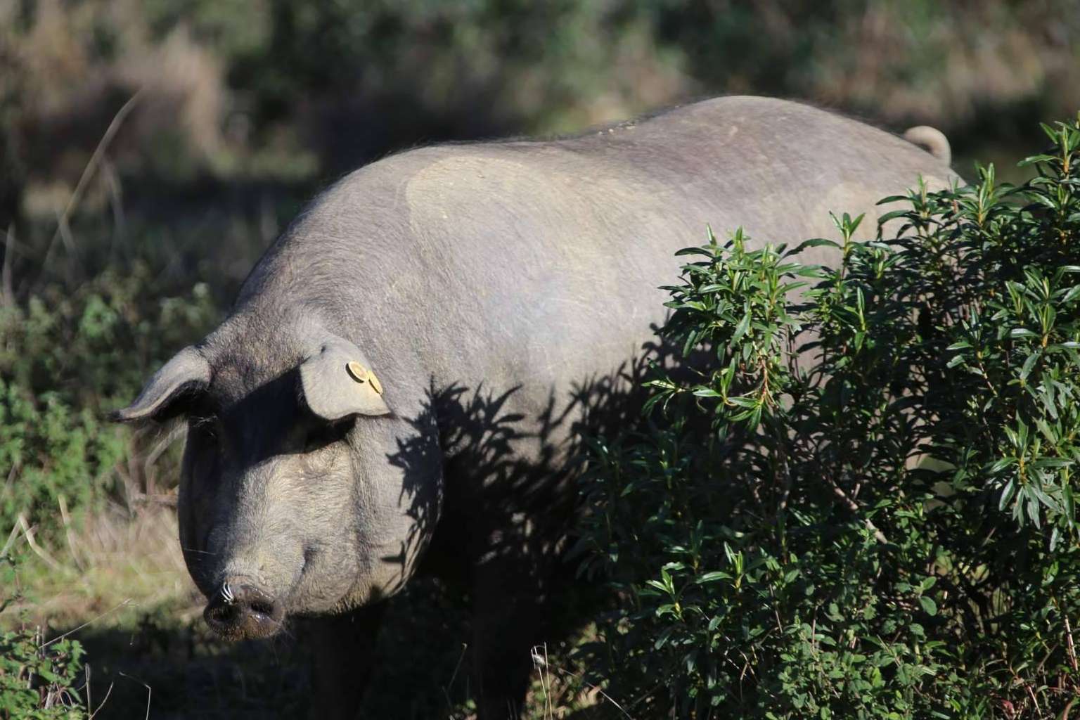 Don Ibérico es una empresa sostenible de jamón de bellota de calidad