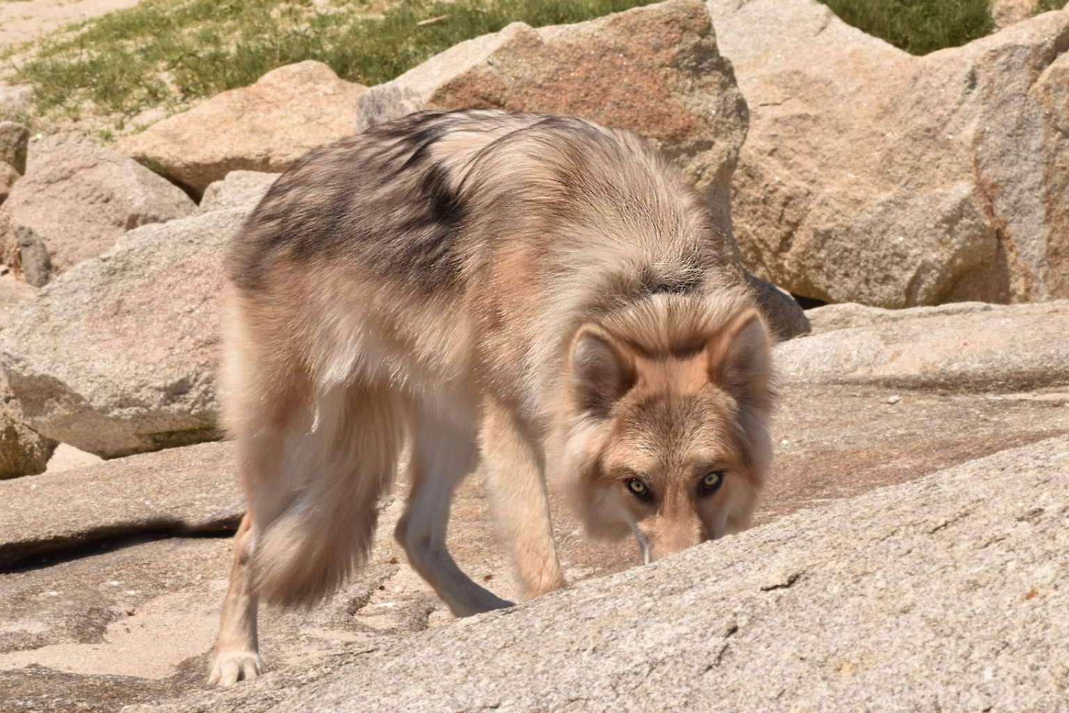 Perro Lobo Americano o Wolfdog, de los mitos y leyendas a las realidades