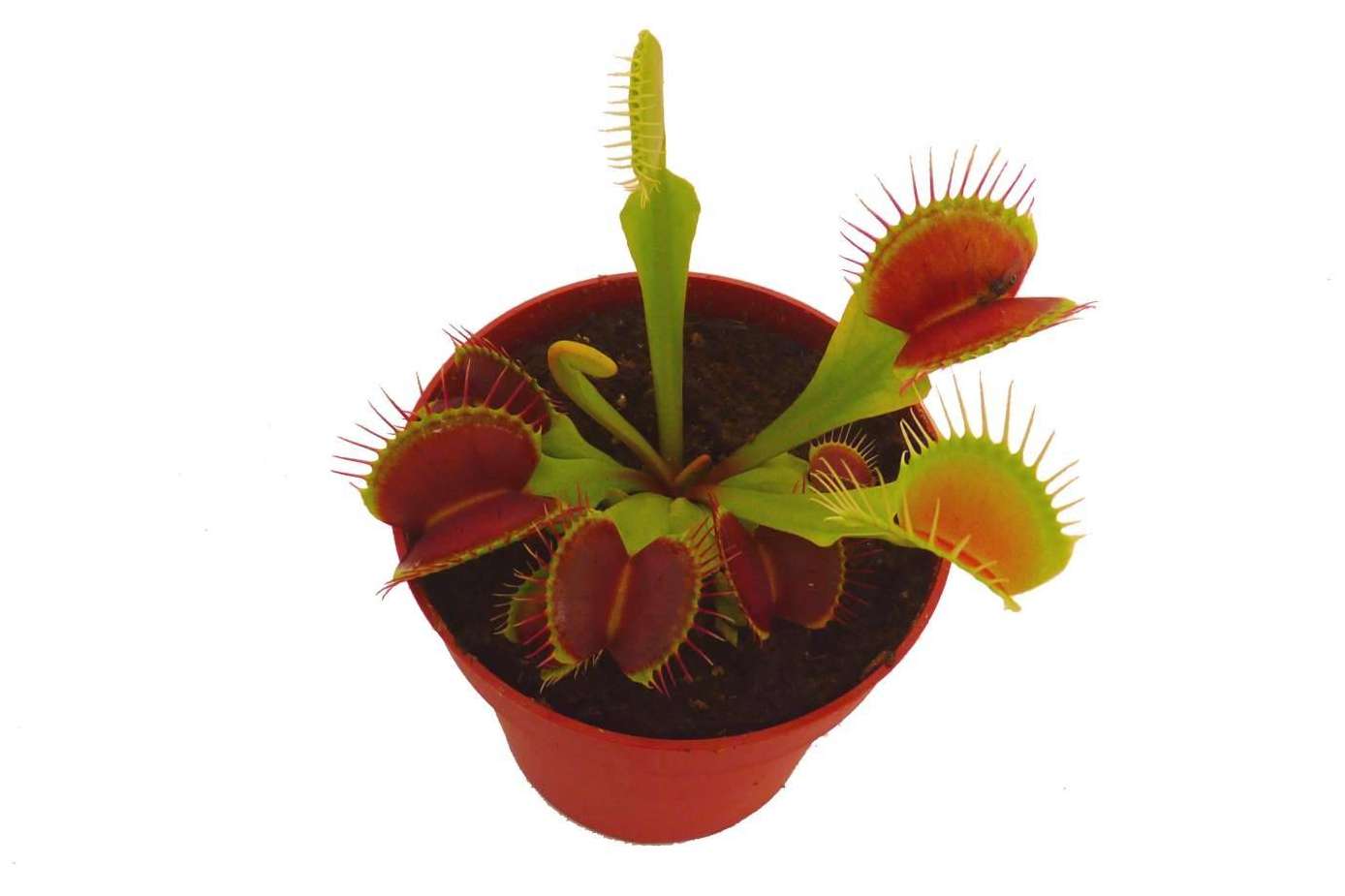 Hacer un regalo original con un pack de plantas carnívoras
