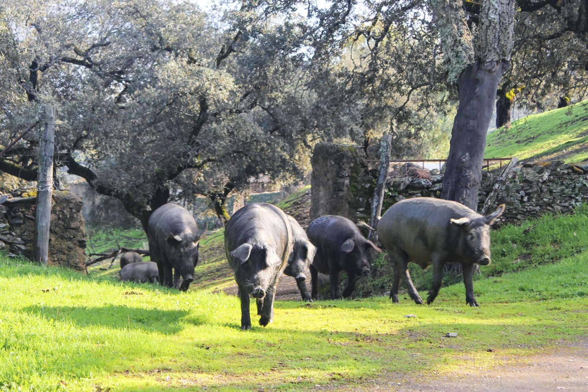 Segundín, el gourmet ibérico artesanal, ofrece jamones y paletas ibéricas