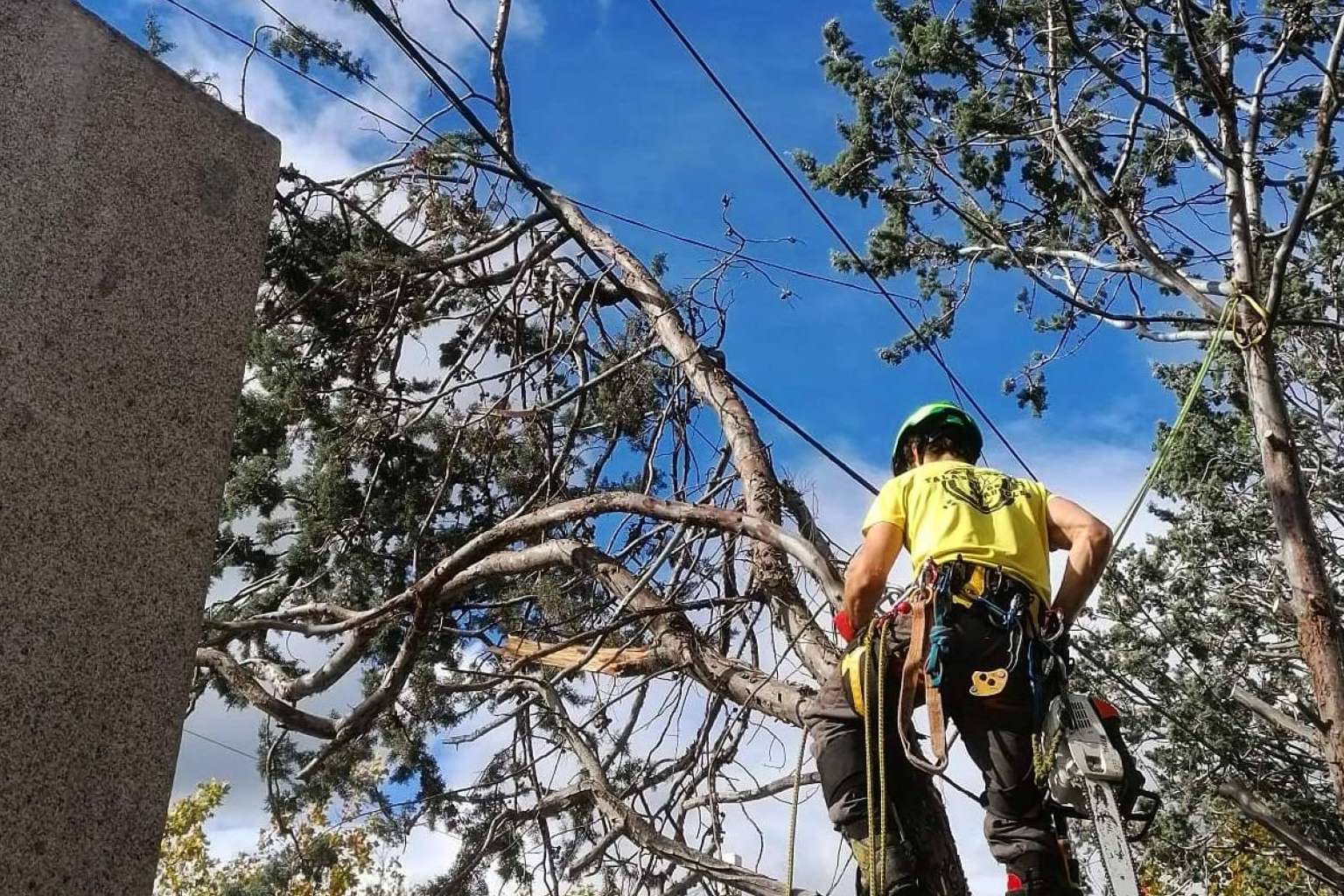 Todo el cuidado de un árbol, desde que nace hasta que muere, con el servicio completo de poda y tala de Talas de Árboles