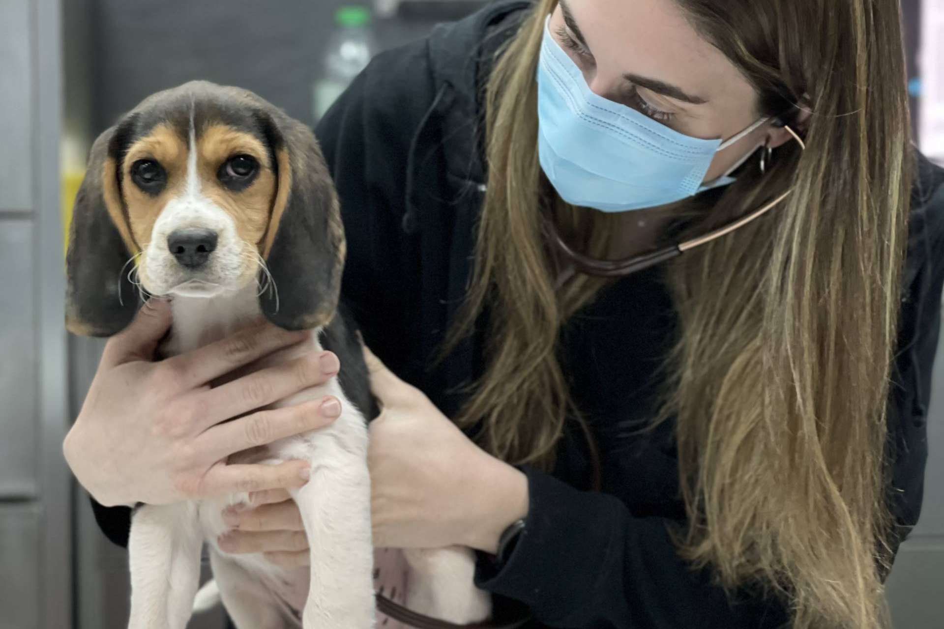 Garantizar el bienestar de los animales con el pack cachorro que ofrece el Hospital Veterinario El Bosque