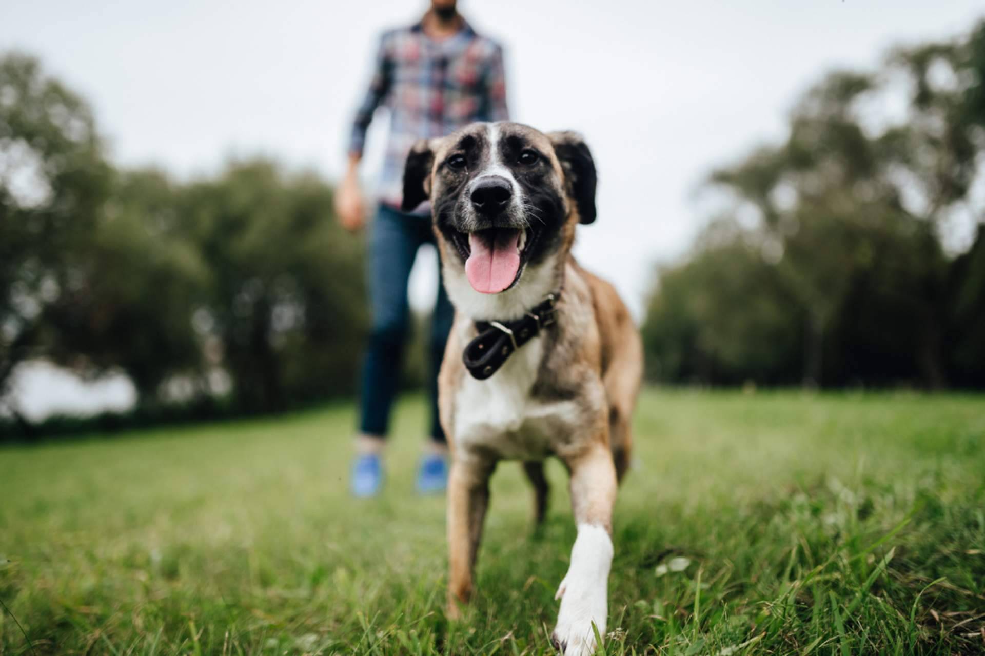 ¿Cómo se encuentra a un perro perdido?, con MascotaPerdida112.com