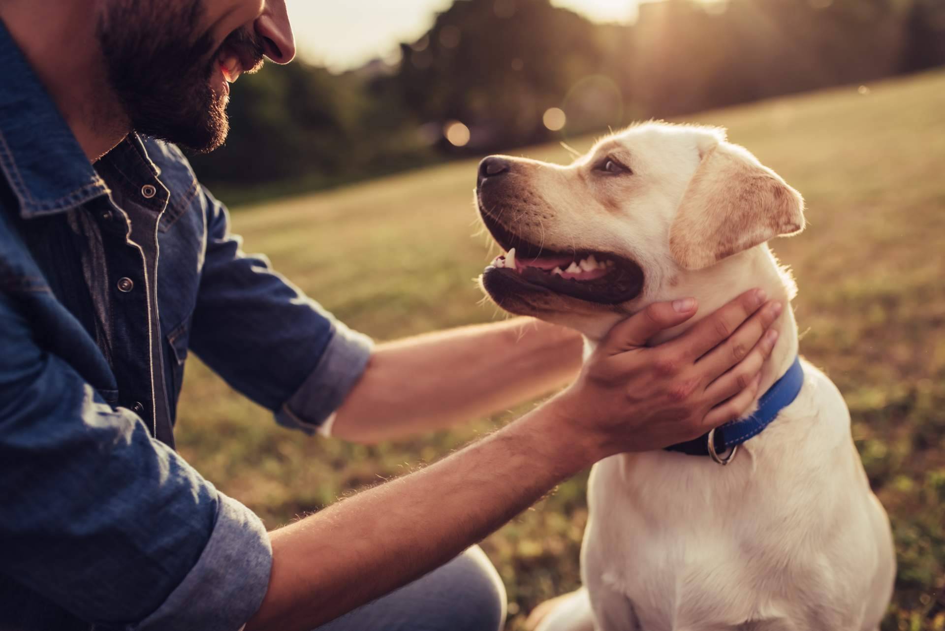 El Perro Feliz ayuda a acabar con la infelicidad laboral